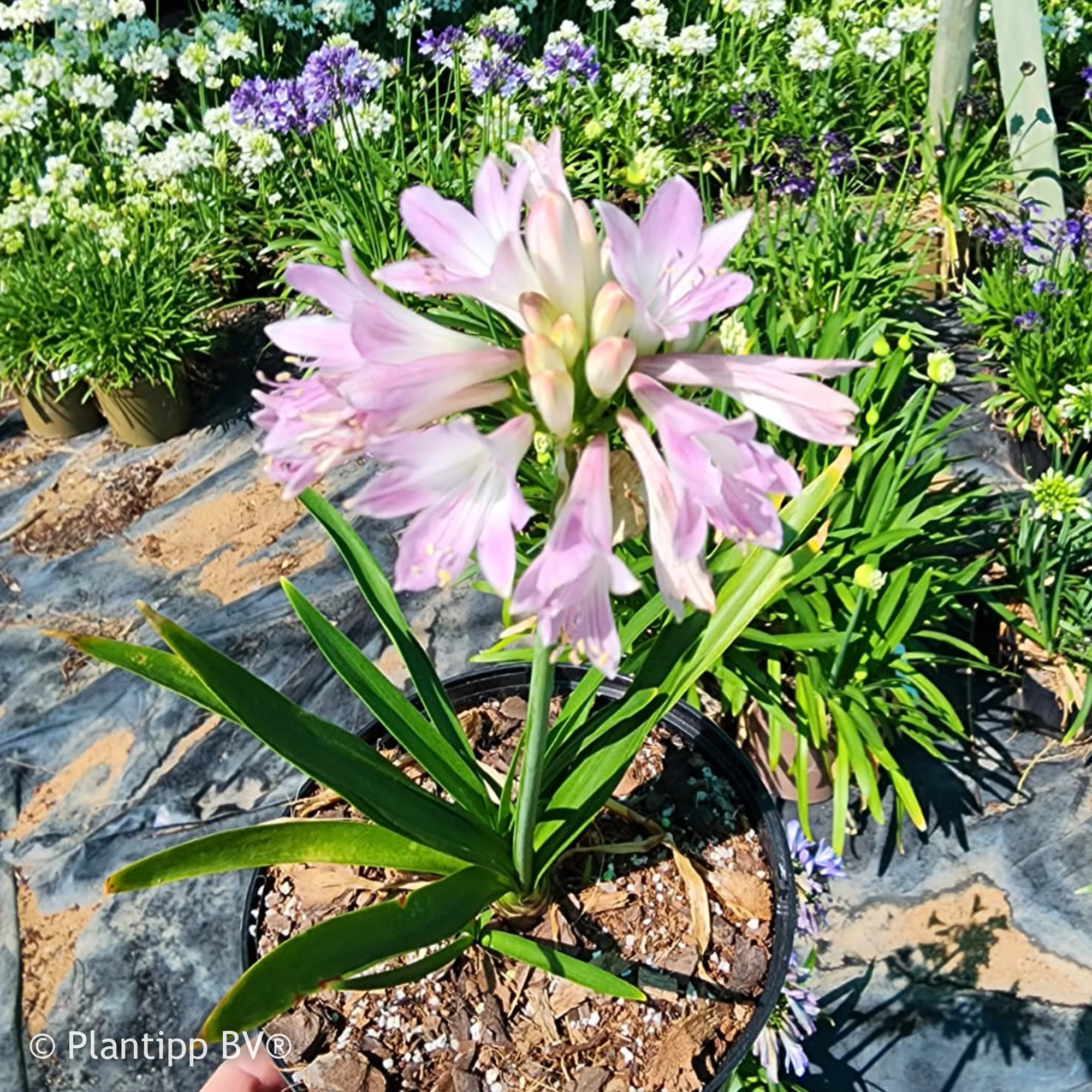 Agapanthe Blush Pink - Image 2