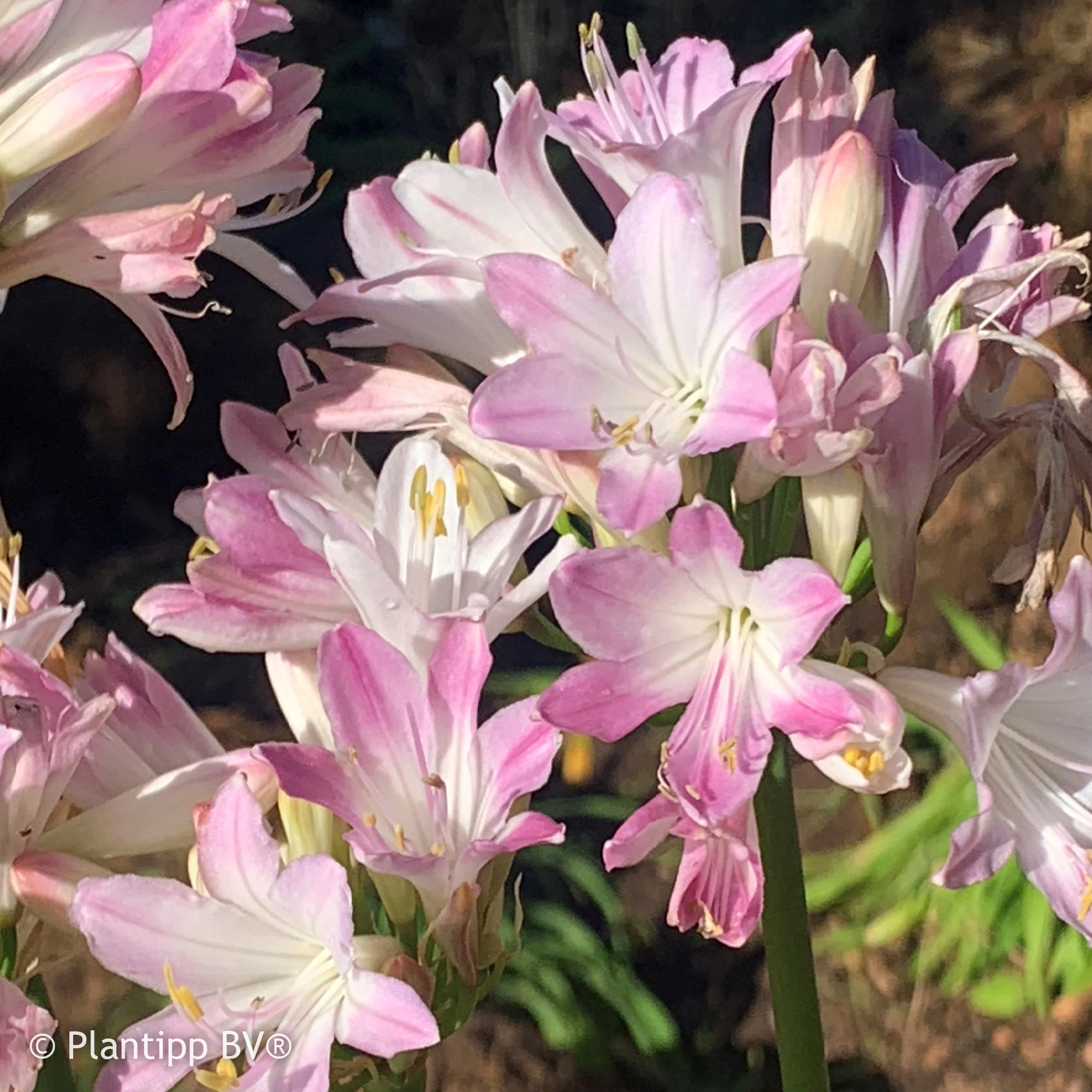 Agapanthe Blush Pink - Image 3