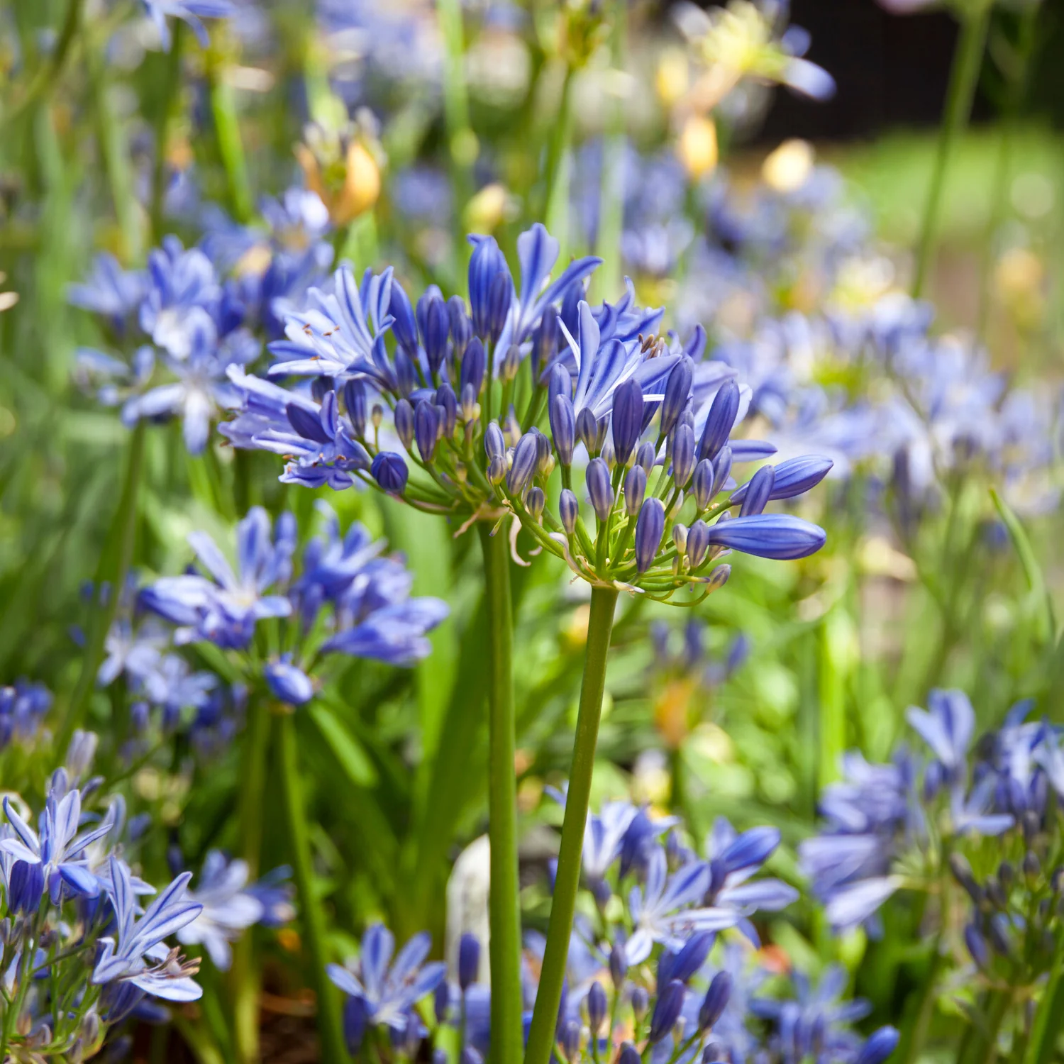 Agapanthe Charlotte - Image 2