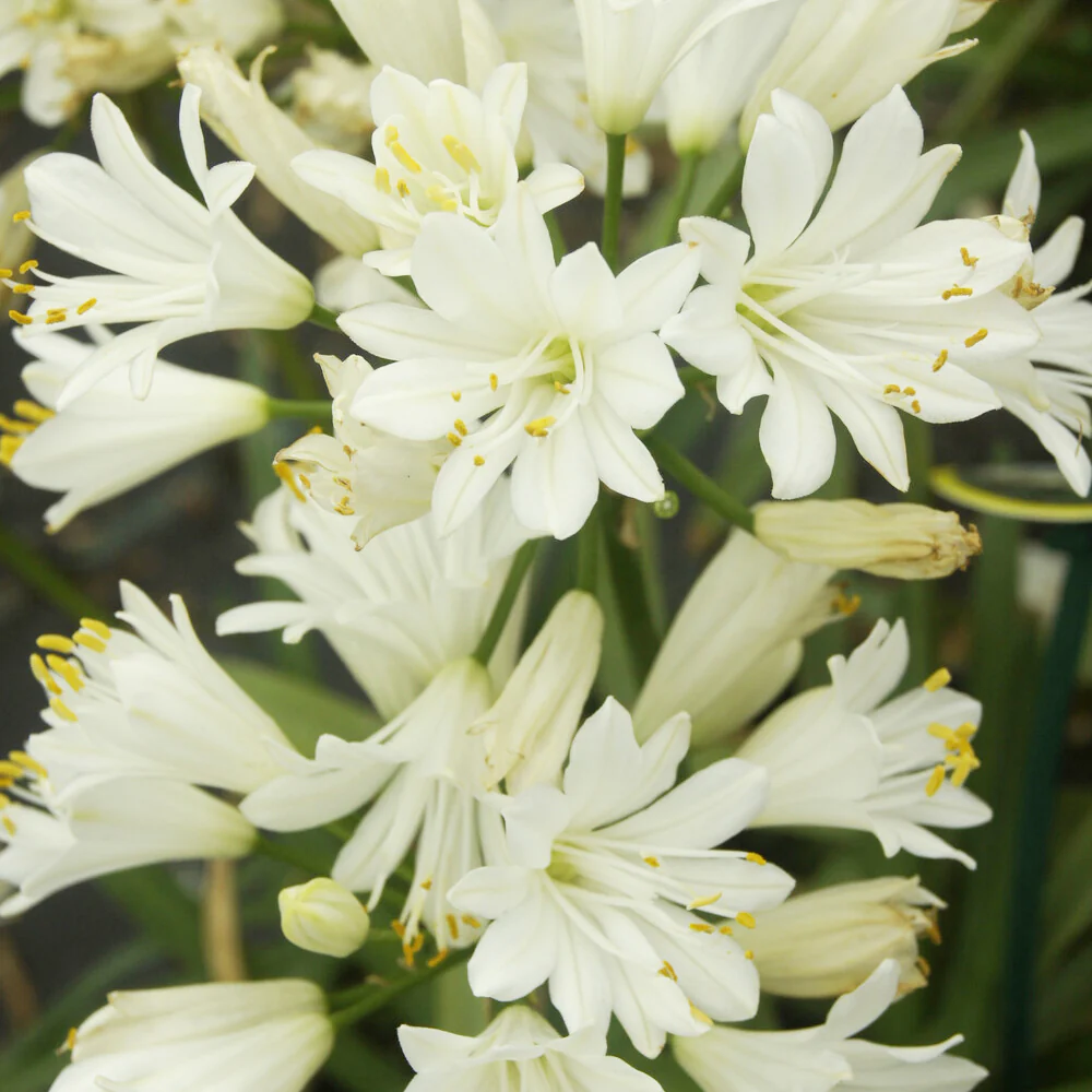 Agapanthe Double Diamond - Image 4