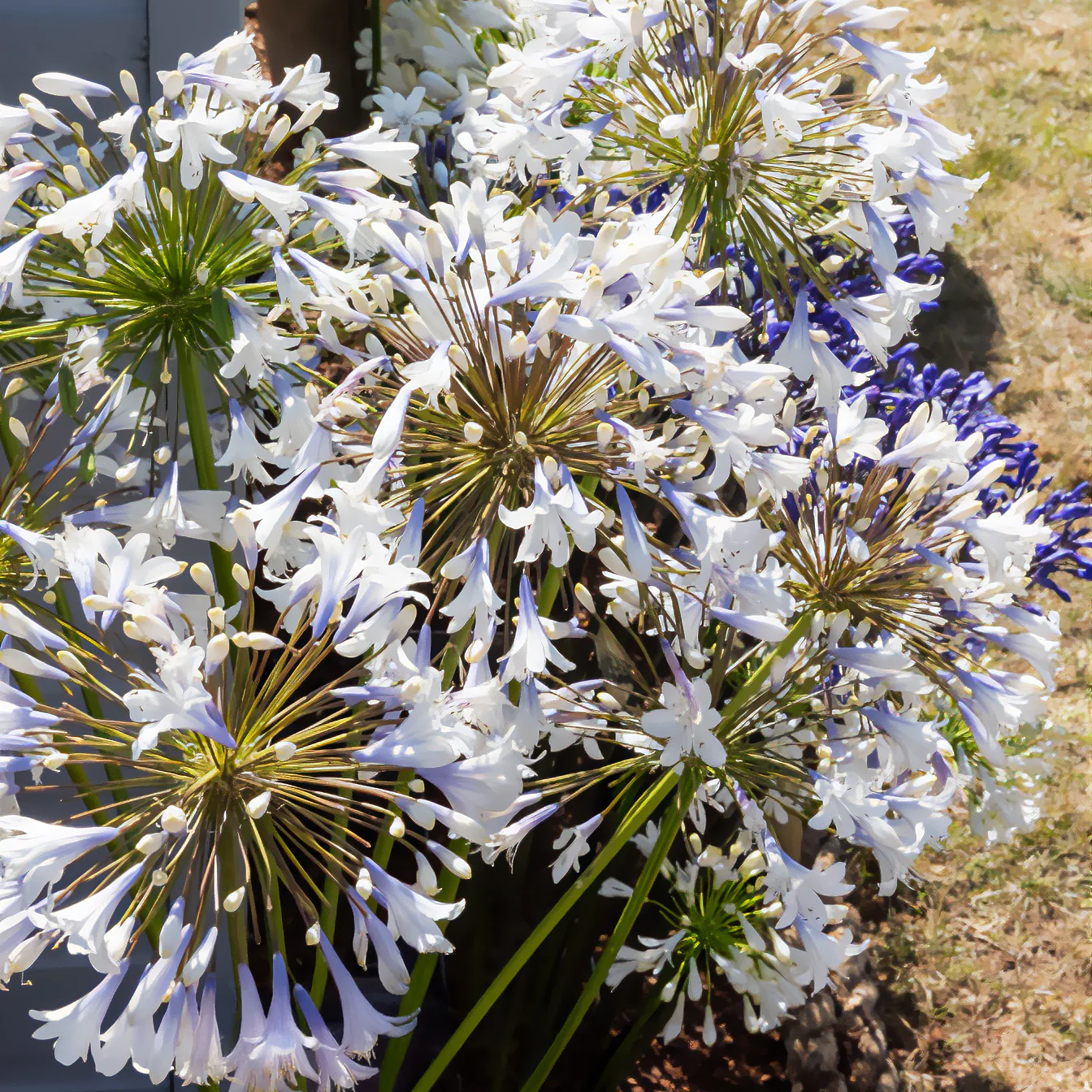 Agapanthe Enigma - Image 3