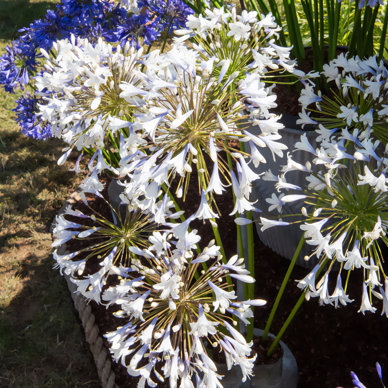 Agapanthe Enigma - Image 4