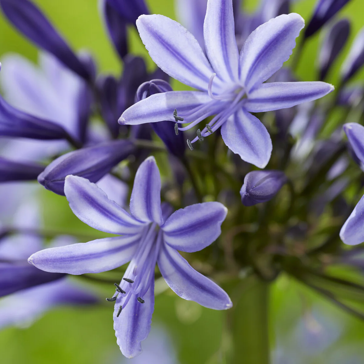 Agapanthe Navy Blue - Image 3