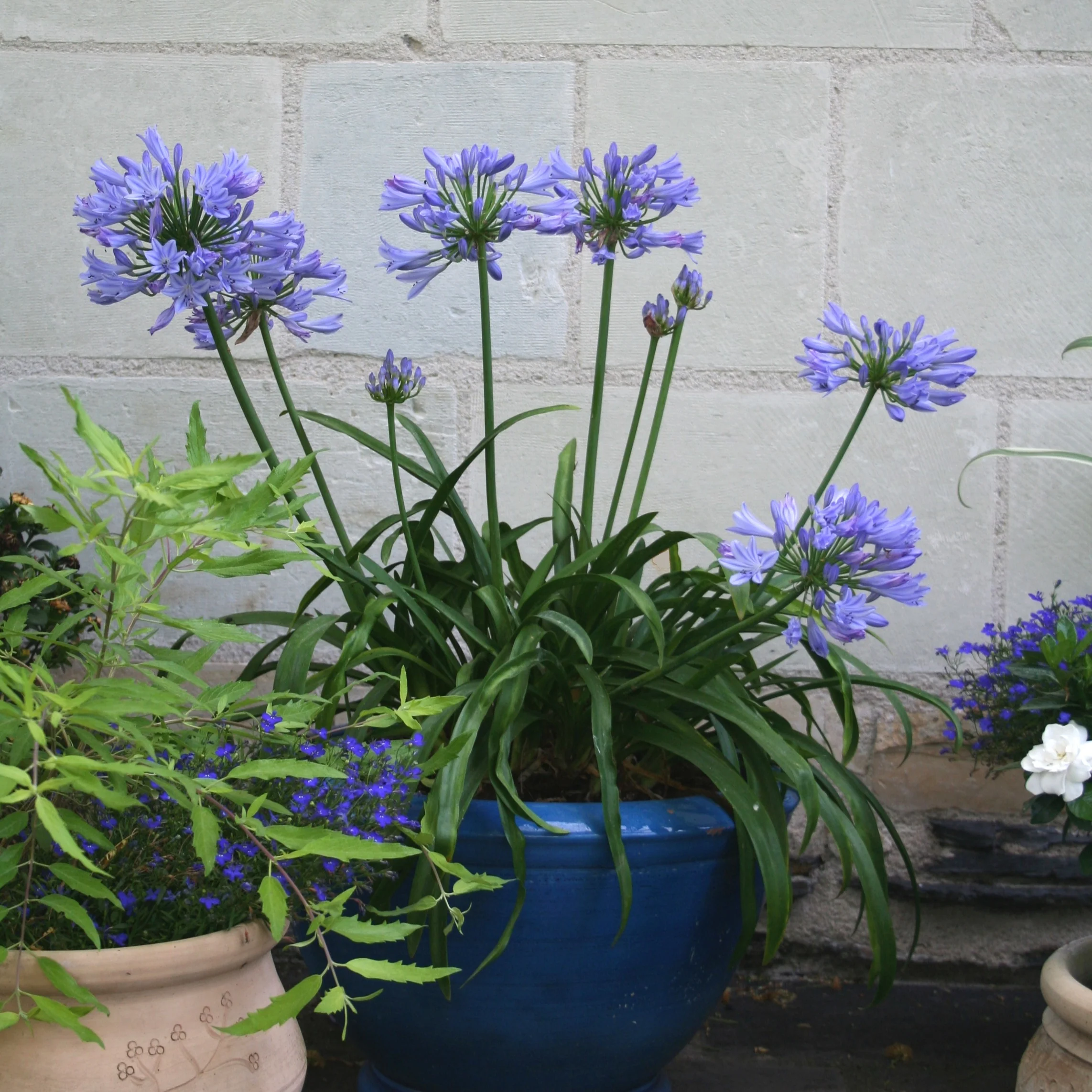 Agapanthe PITCHOUNE® Bleu