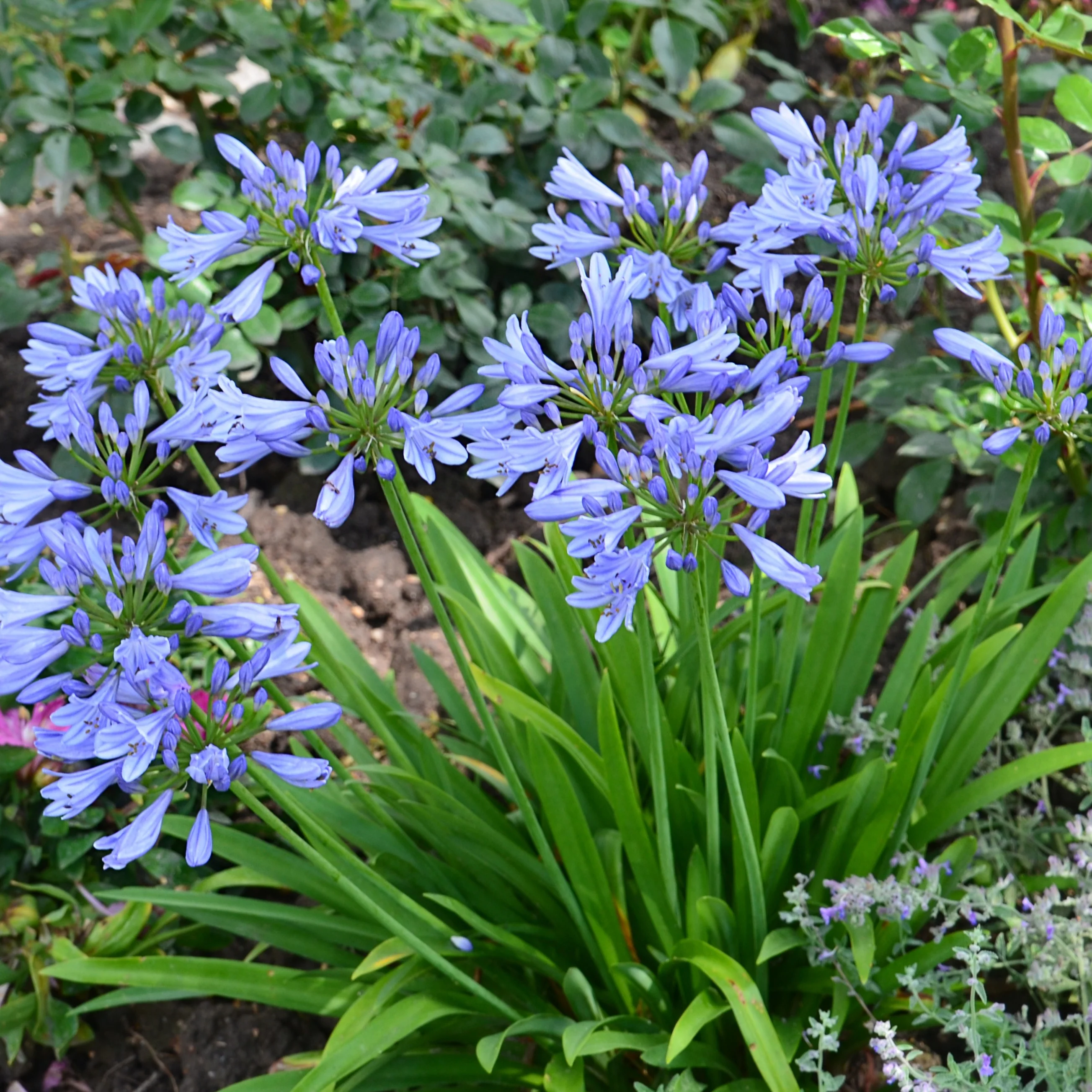 Agapanthe PITCHOUNE® Bleu - Image 2