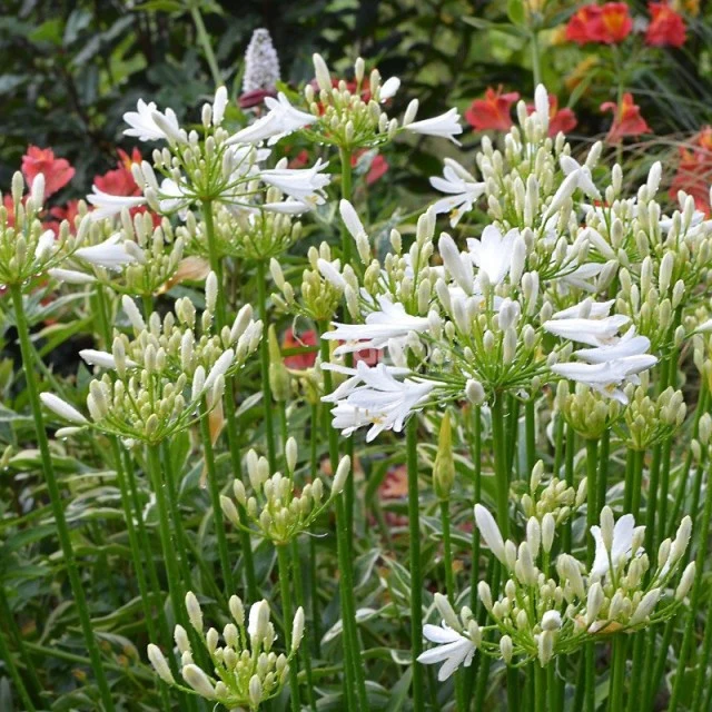 Agapanthe PITCHOUNE® White