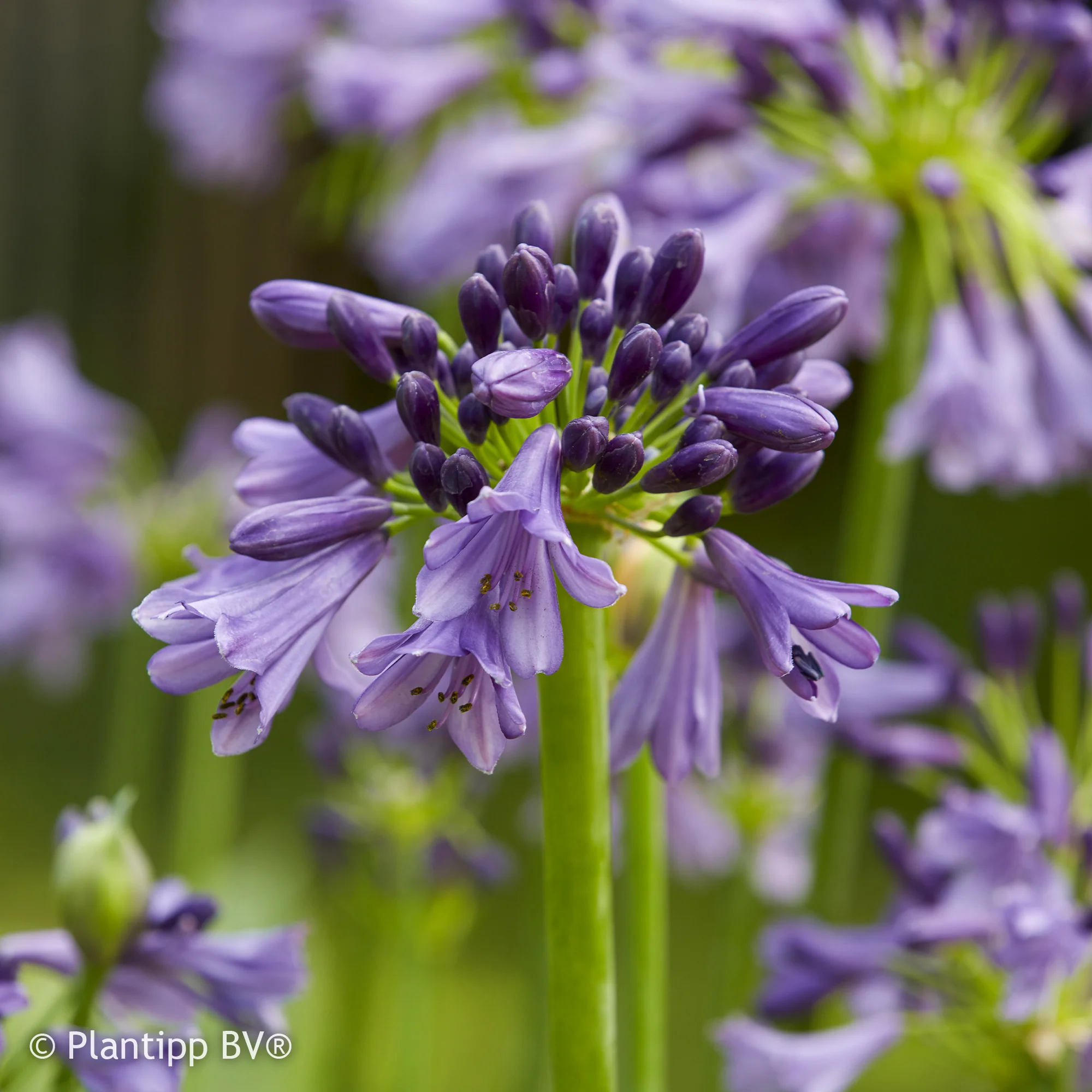 Agapanthe Star Poppin Purple ®