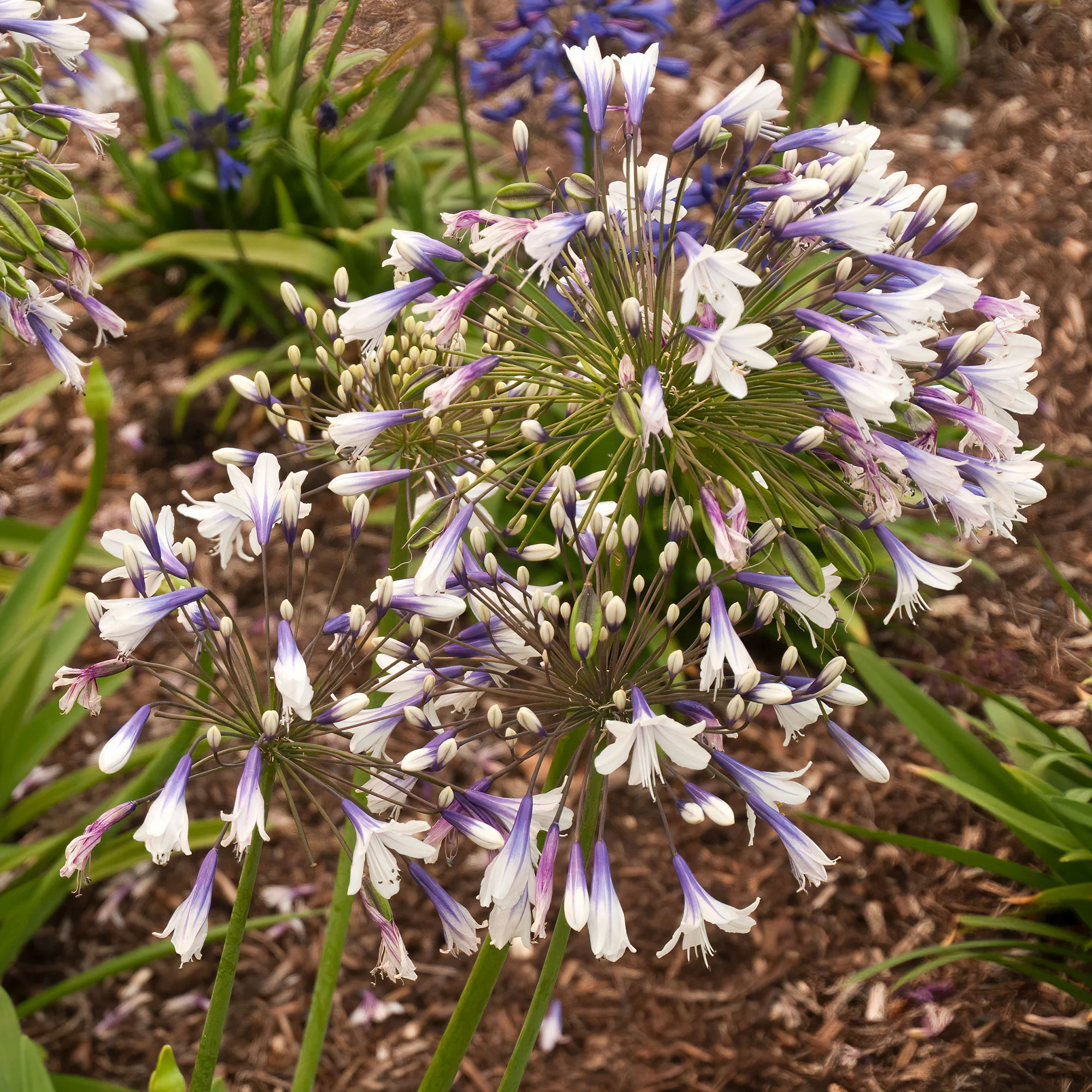 Agapanthe Twister - Image 3