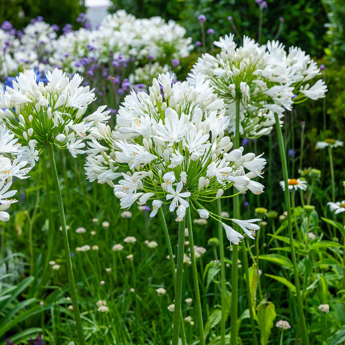 Agapanthe White Heaven - Image 2