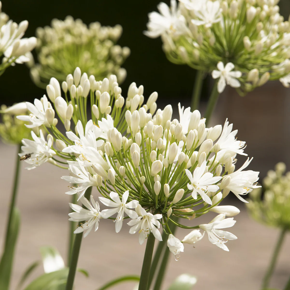 Agapanthe White Heaven - Image 3