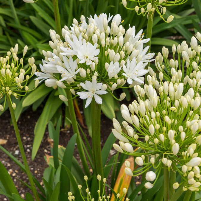 Agapanthe White Heaven - Image 4