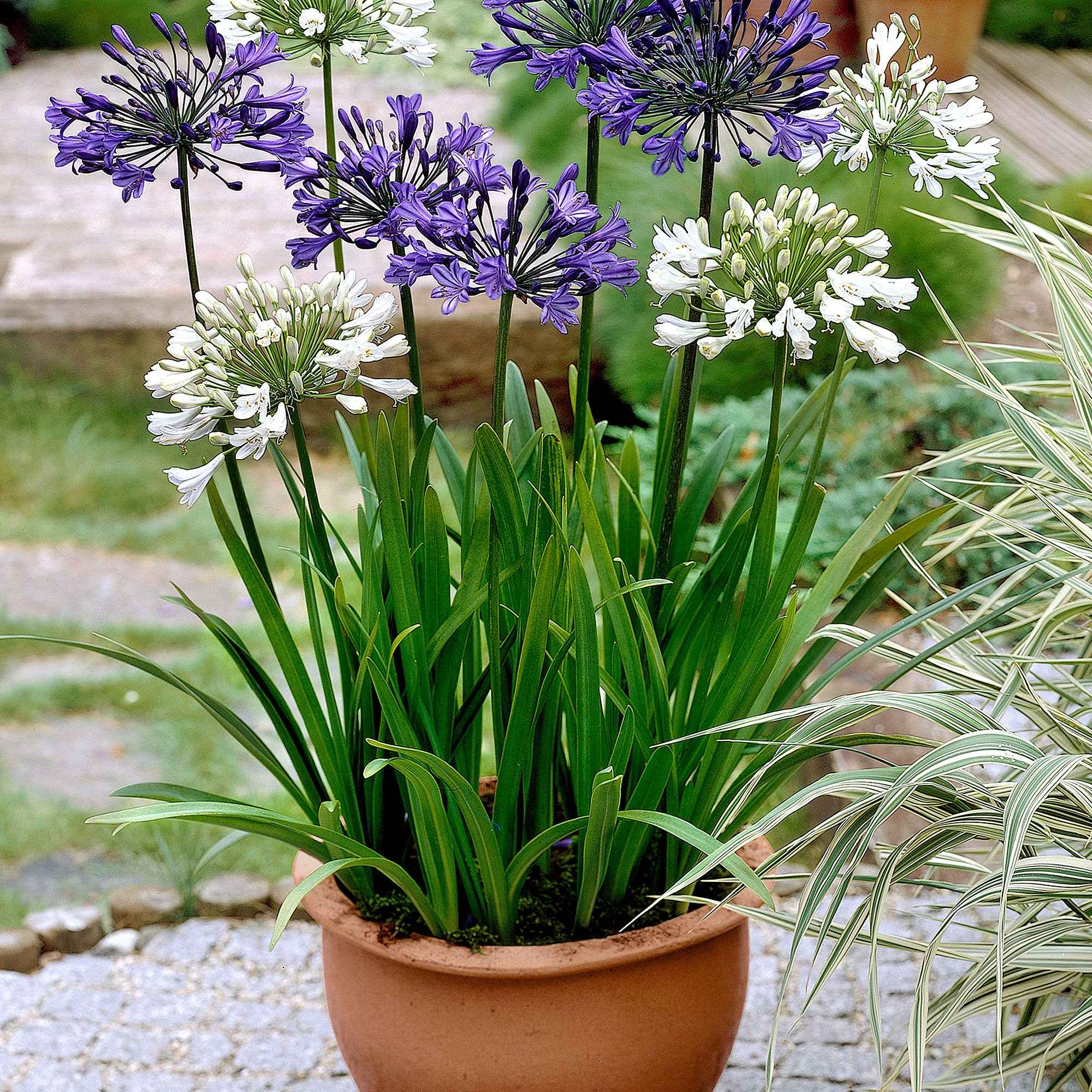 3 Agapanthes violettes et blanche en mélange - Image 3