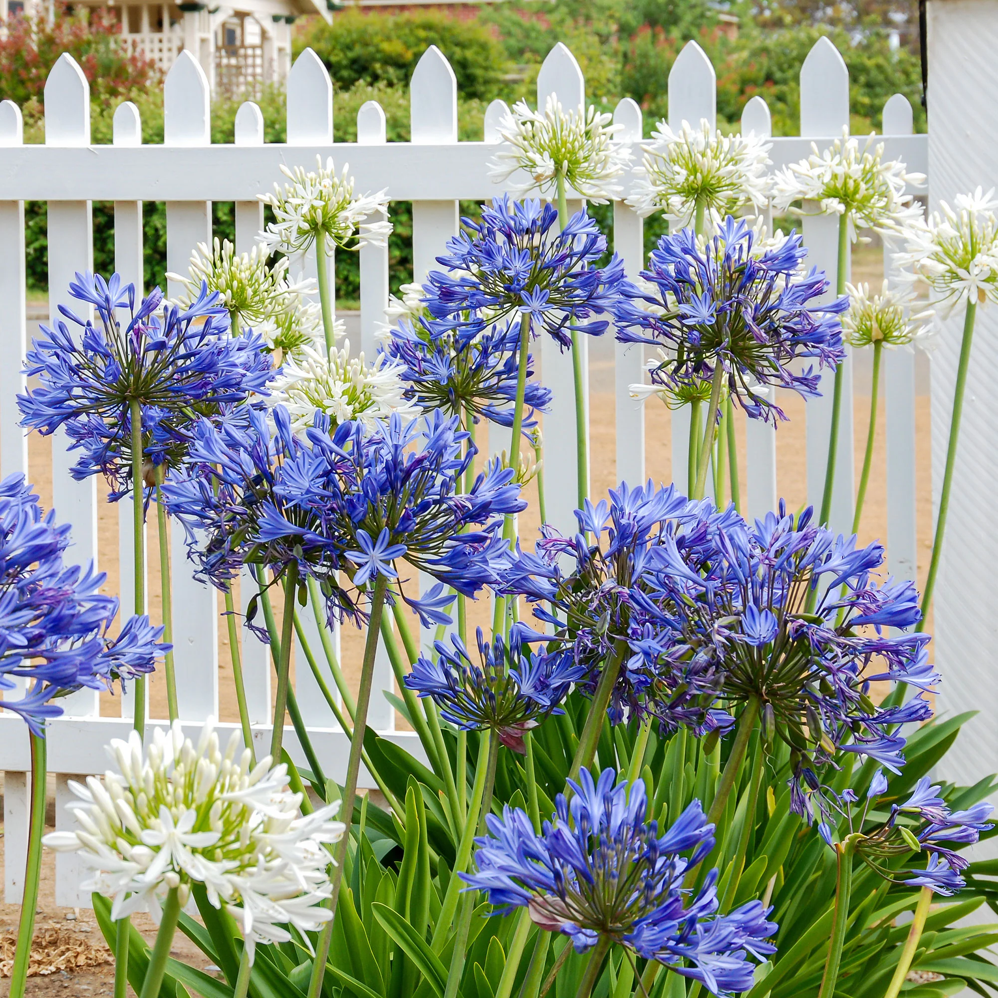 3 Agapanthes violettes et blanche en mélange - Image 4