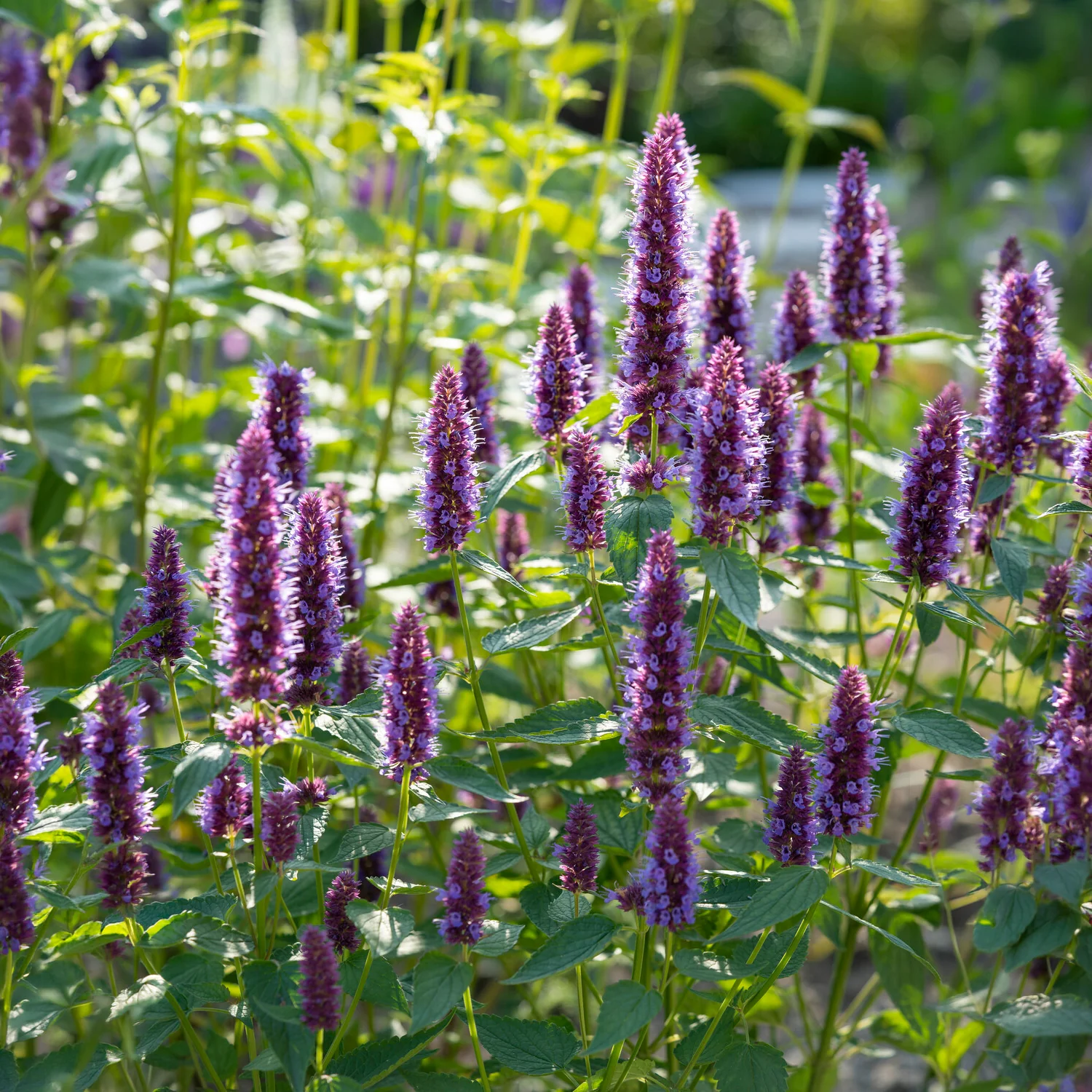 Agastache Beelicious Purple - Image 3