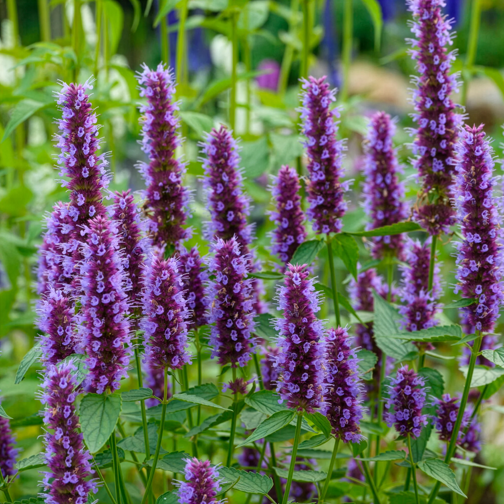 Agastache Beelicious Purple - Image 4
