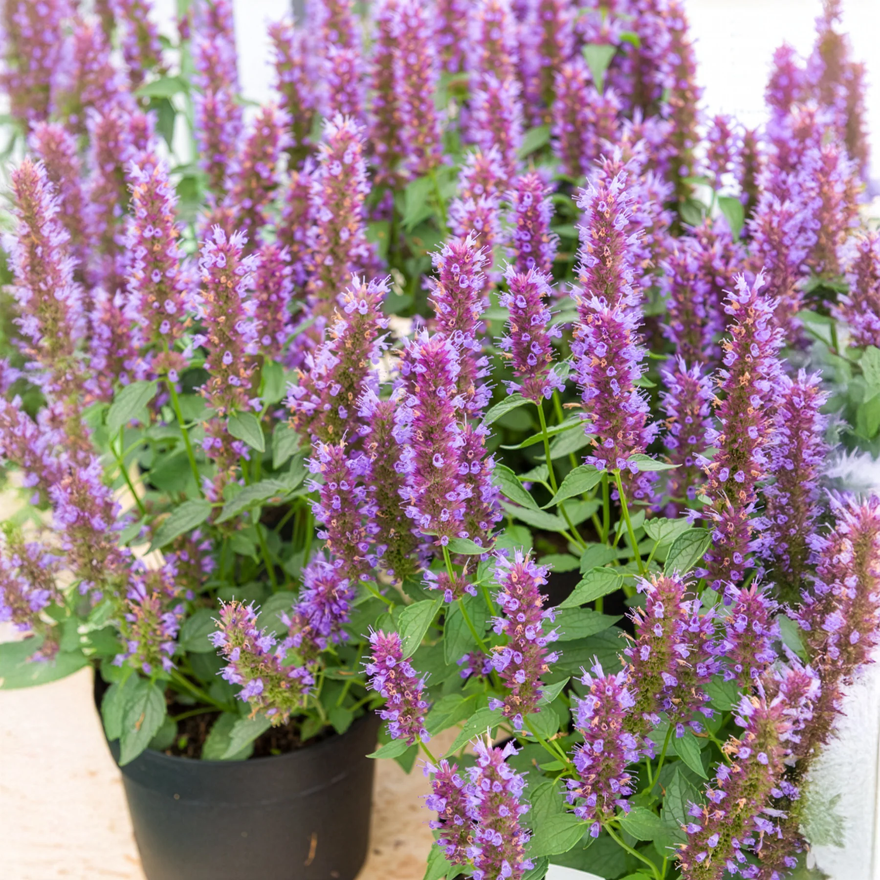 Agastache Beelicious Purple - Image 5