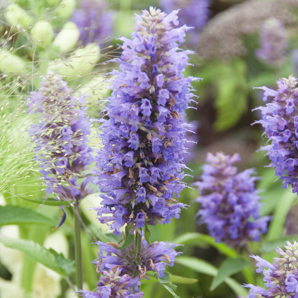 Agastache Blue Boa - Image 4