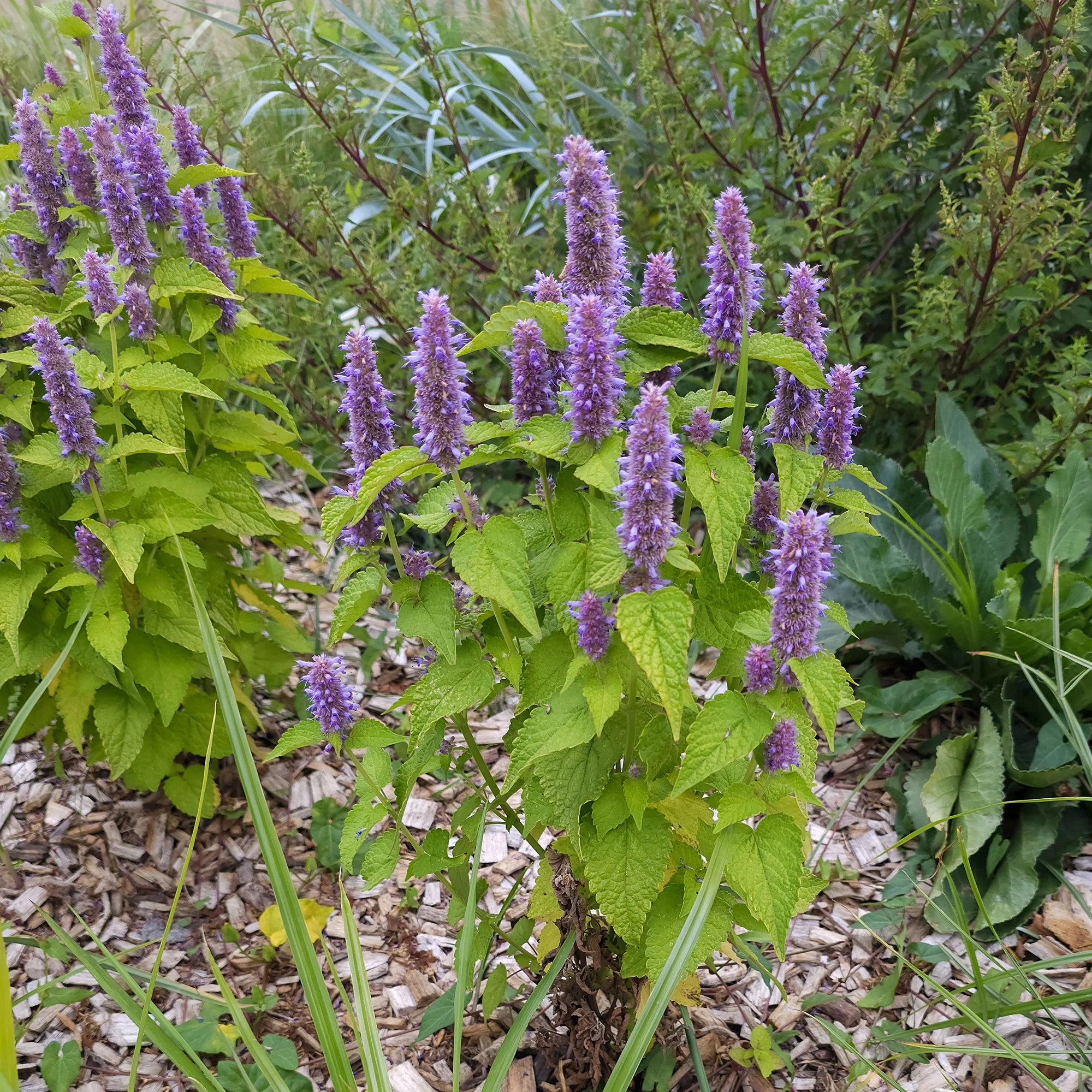 Agastache fenouil Golden Jubilee - Image 3