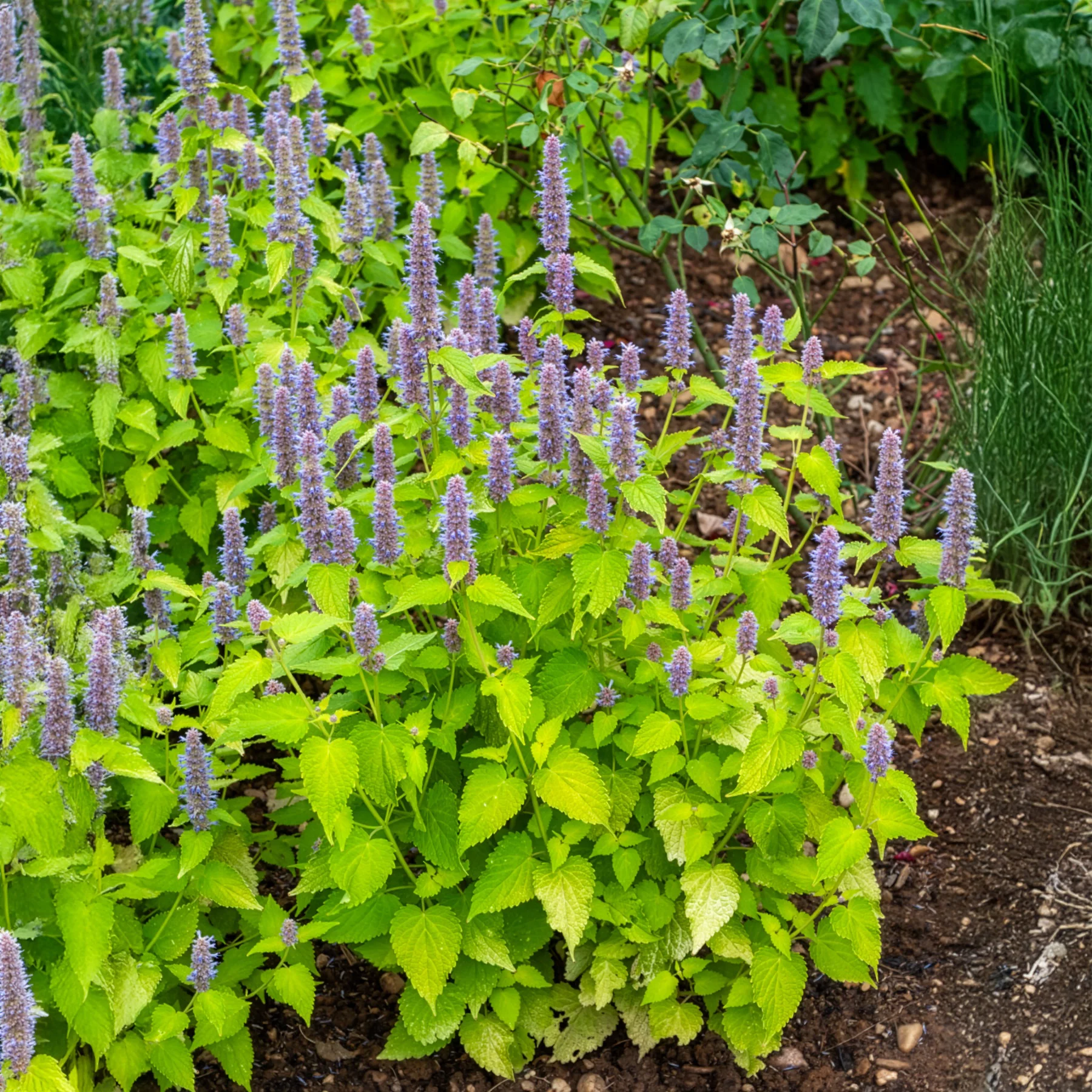 Agastache fenouil Golden Jubilee - Image 4