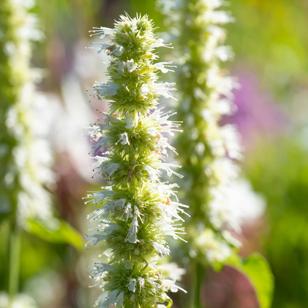 Agastache rugosa AlabAster - Image 3