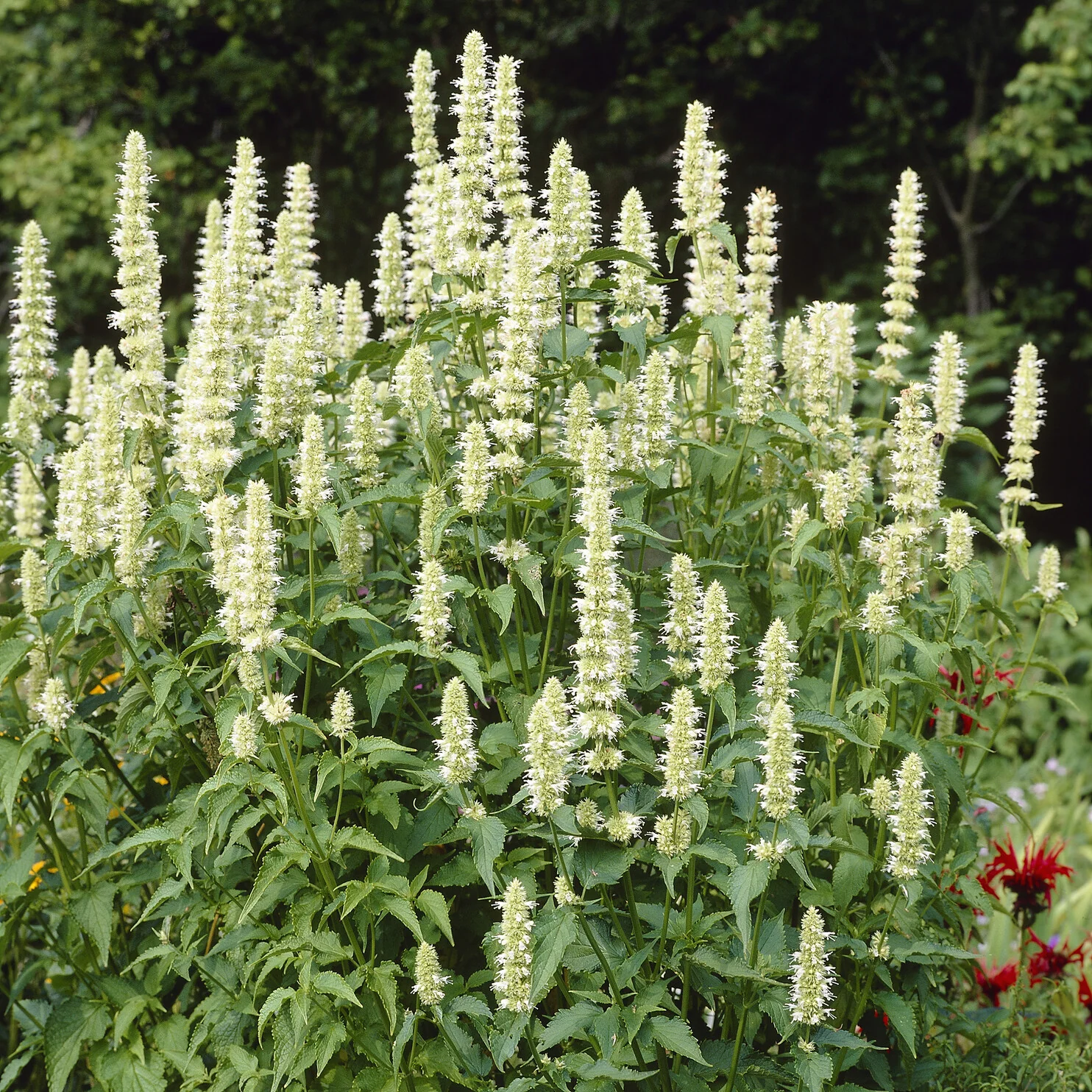 Agastache rugosa AlabAster - Image 4