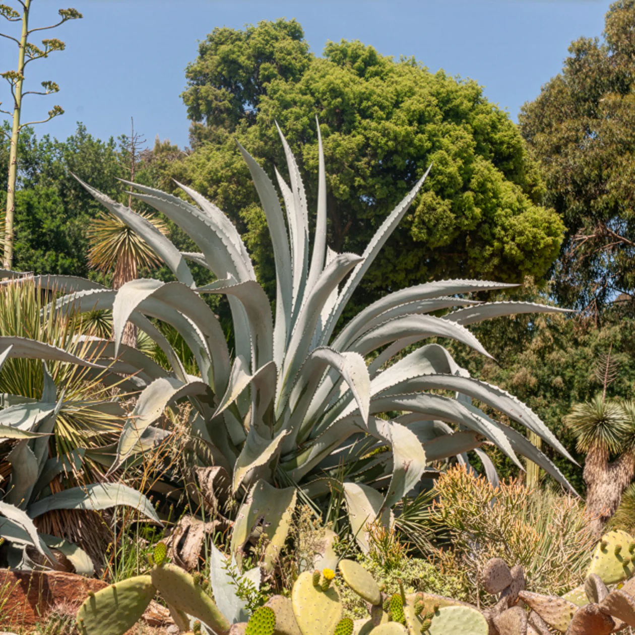 Agave d'Amérique - Image 3
