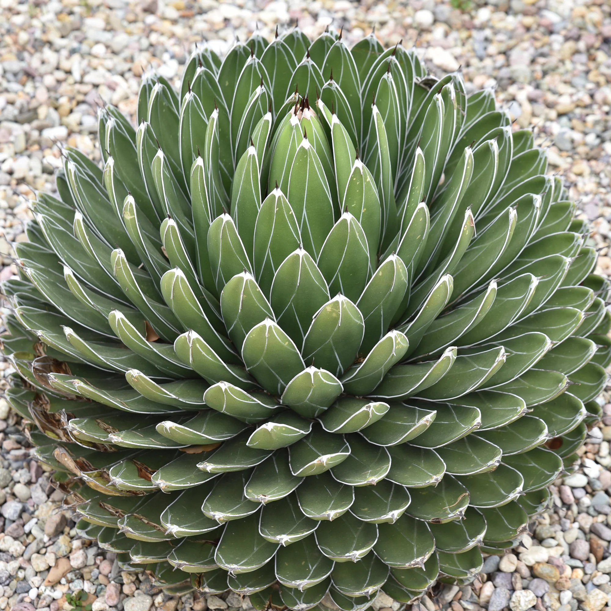 Agave de la Reine Victoria - Image 5