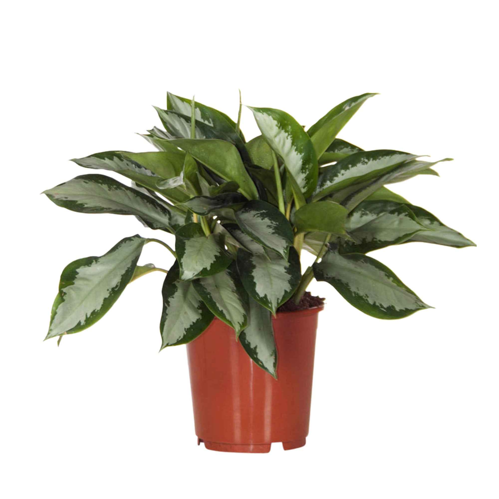 Aglaonema 'Silver Bay' gris-vert - Image 3