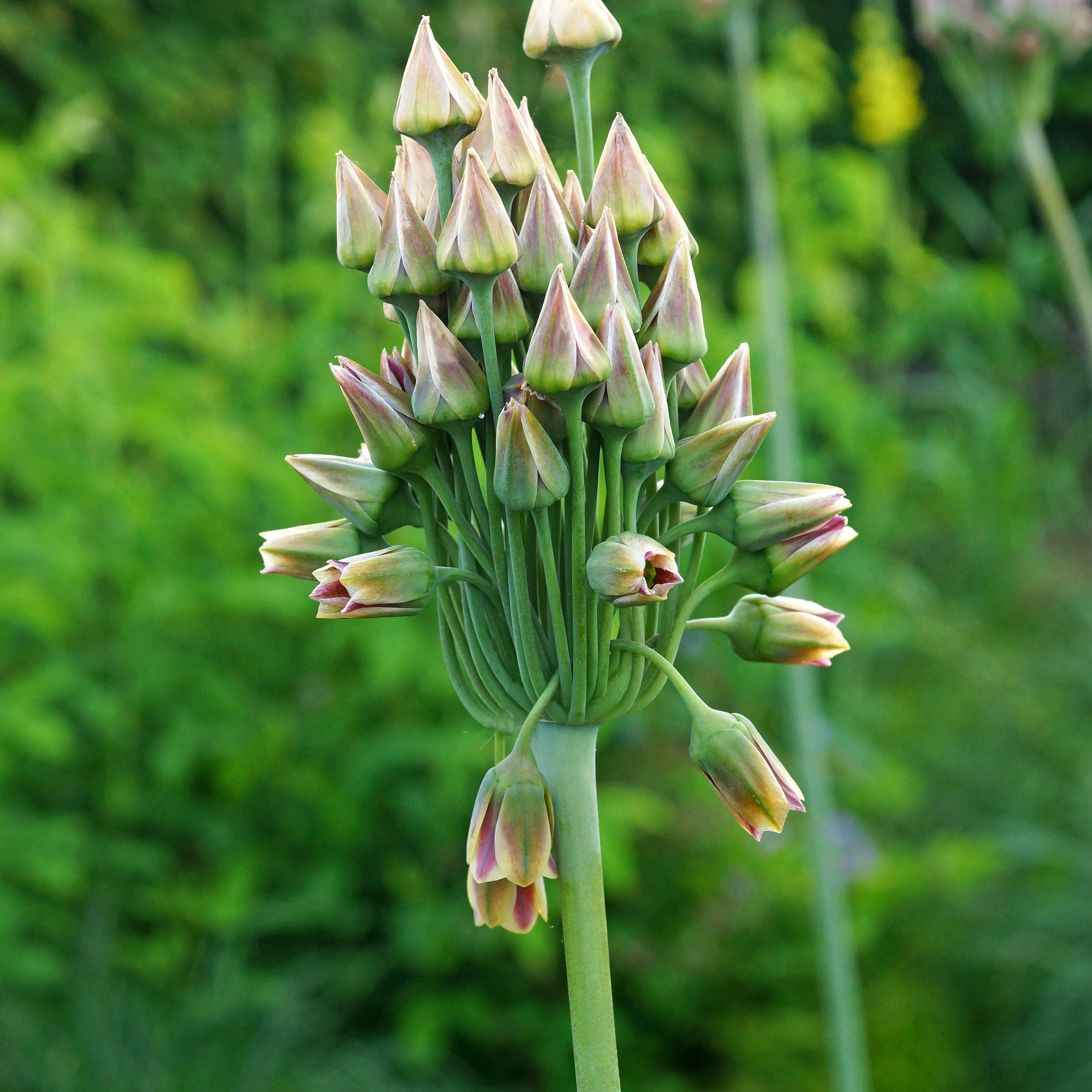 15 Alliums de Bulgarie - Image 4