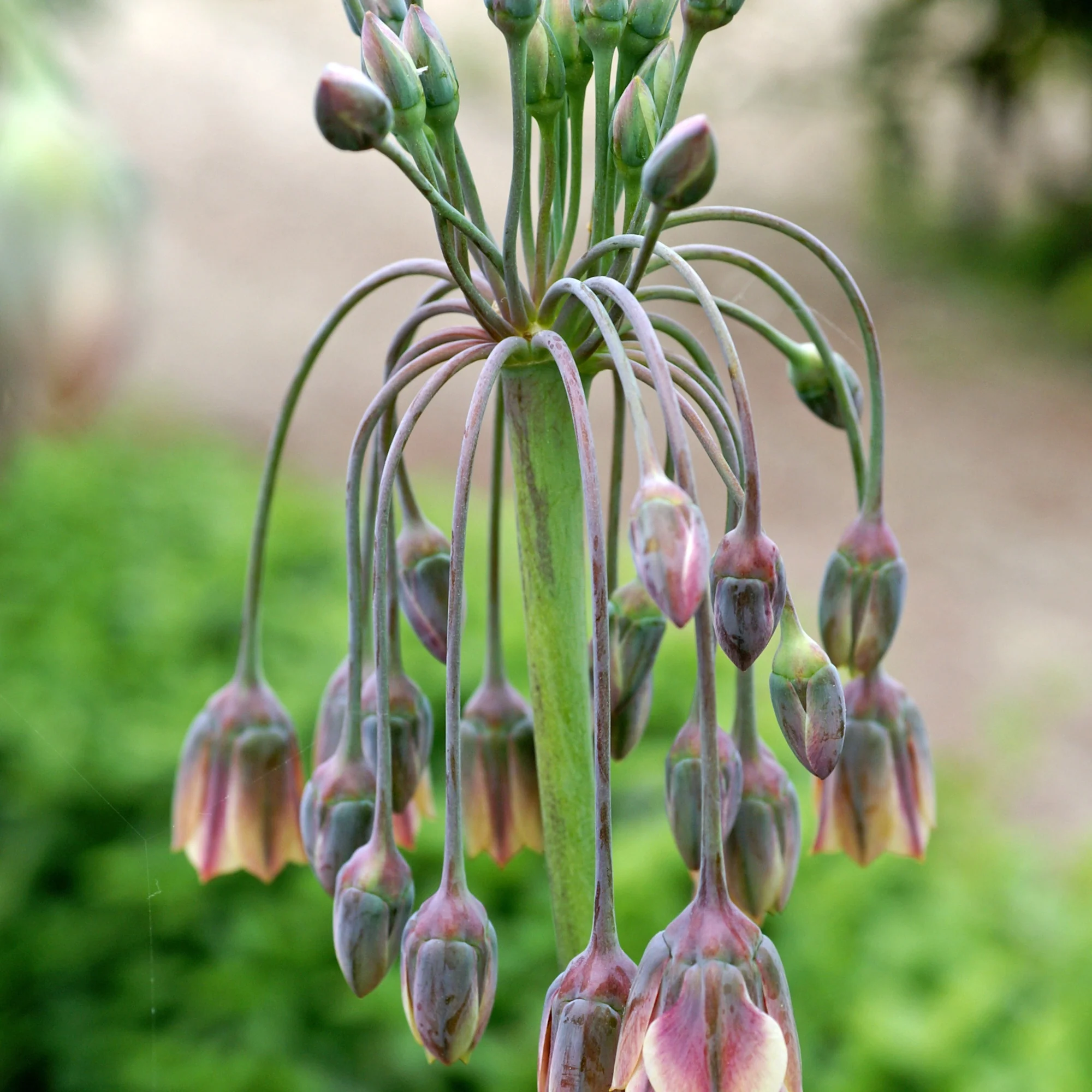 15 Alliums de Bulgarie - Image 5