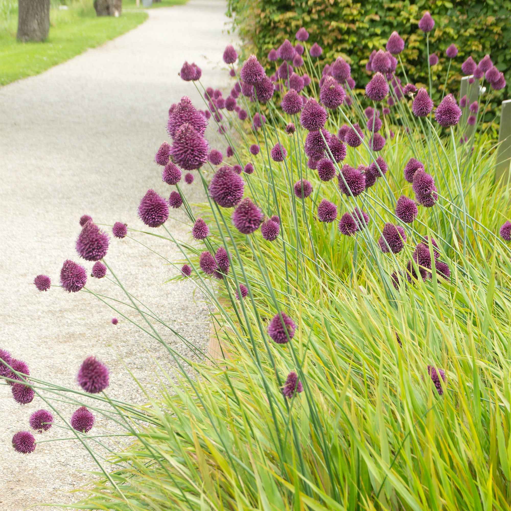 25 Alliums à tête ronde