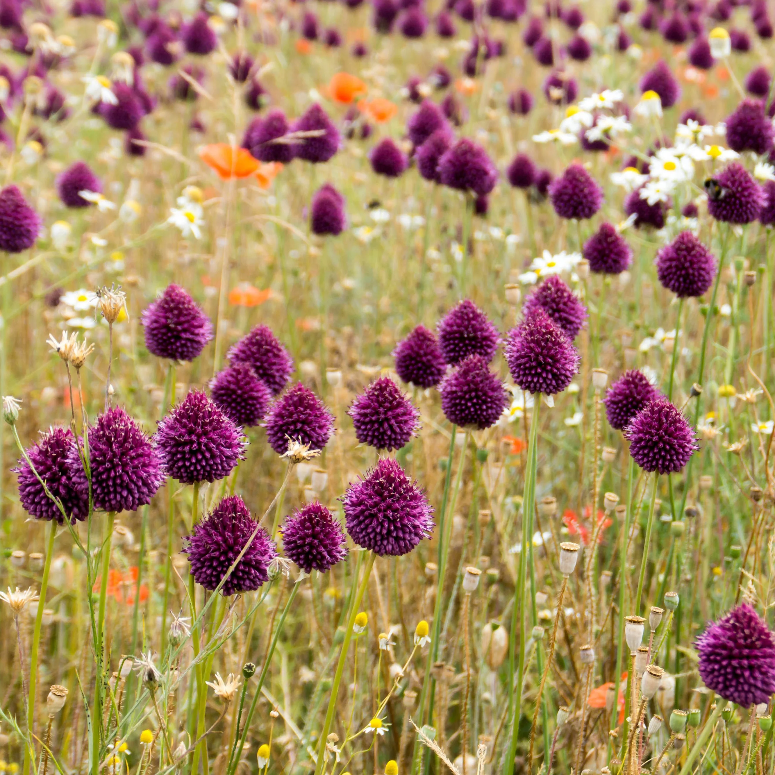 25 Alliums à tête ronde - Image 2