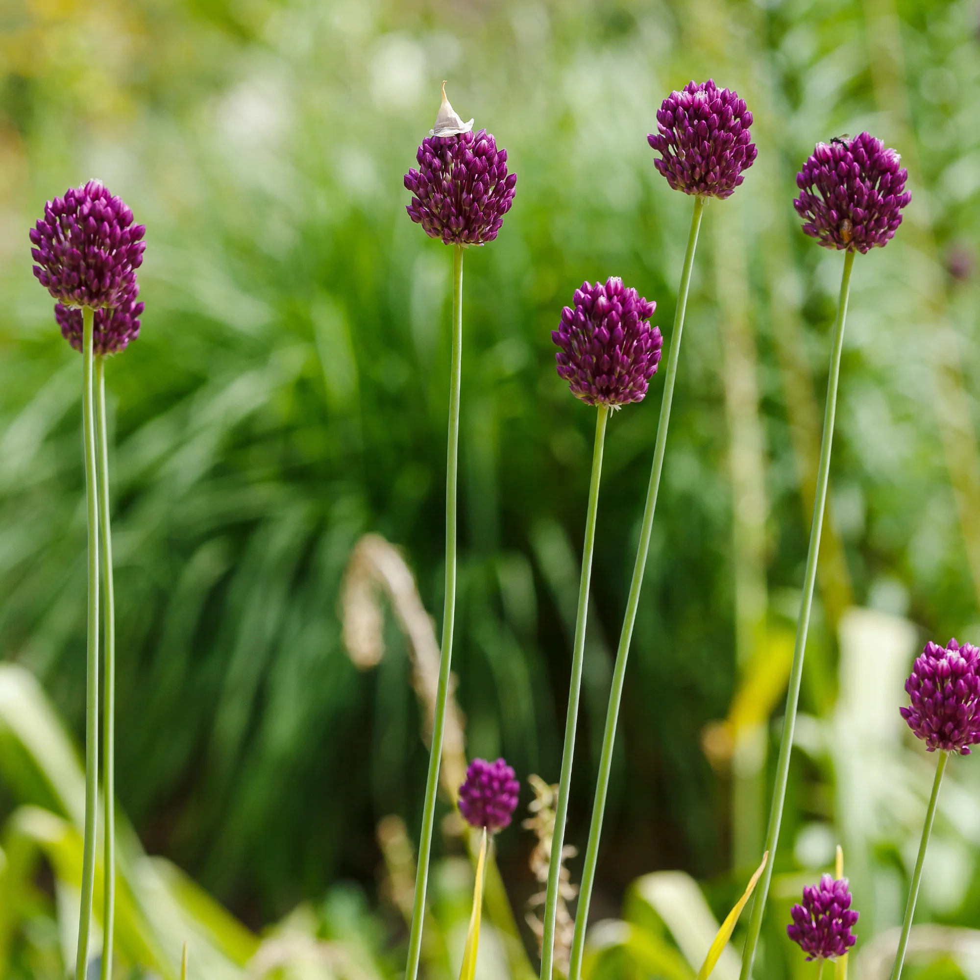25 Alliums à tête ronde - Image 3
