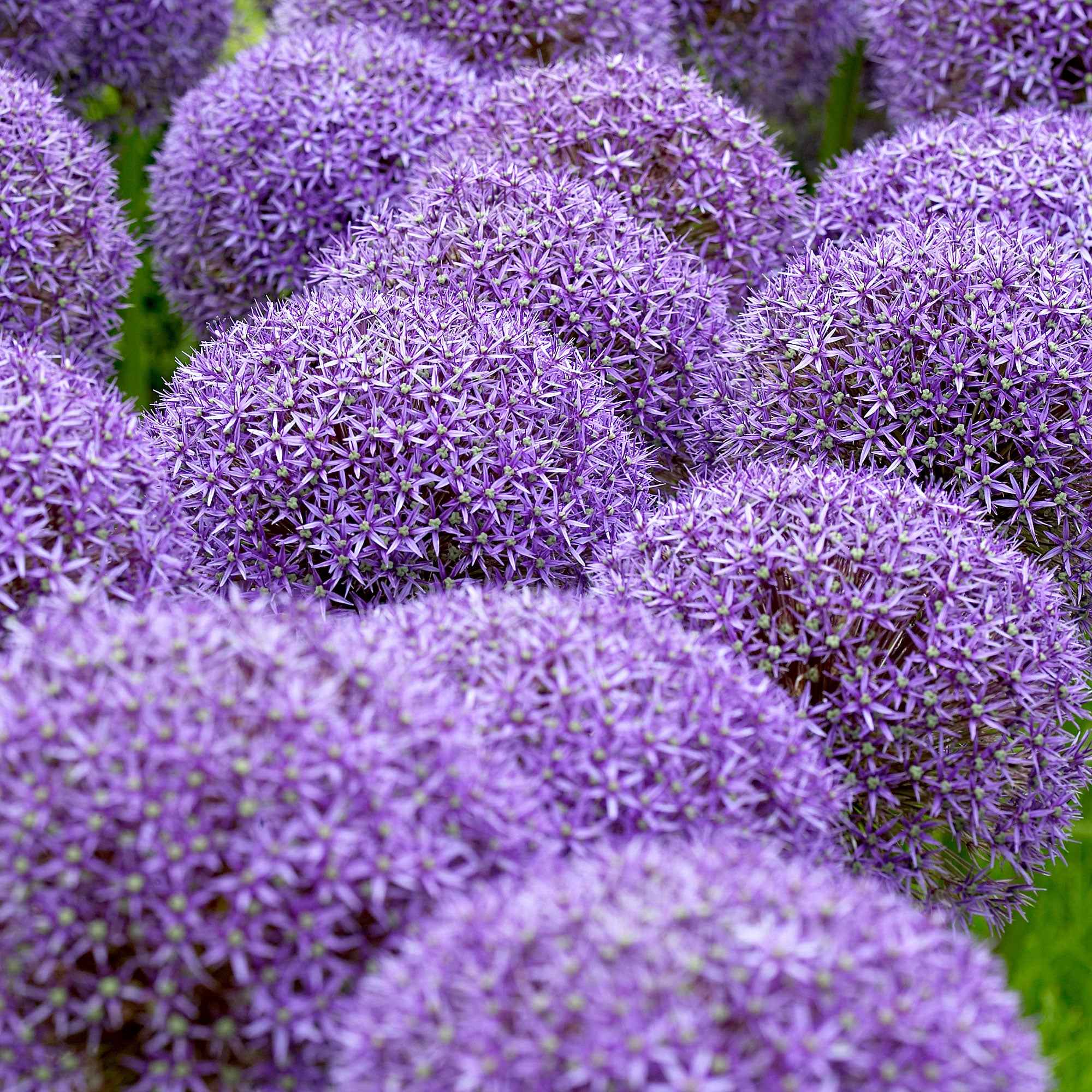 3 Alliums d'ornement Globemaster - Image 2
