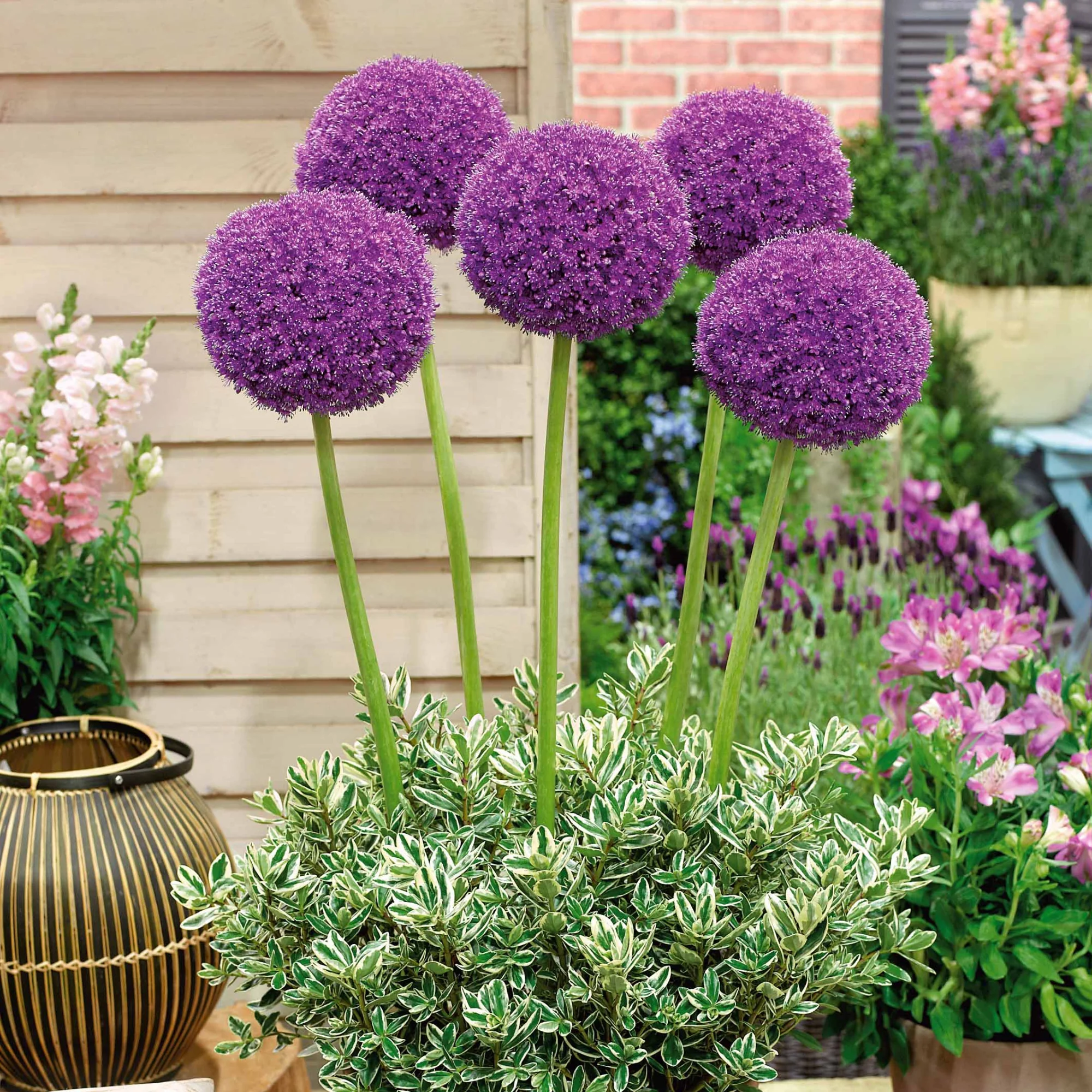 3 Alliums d'ornement Globemaster - Image 3