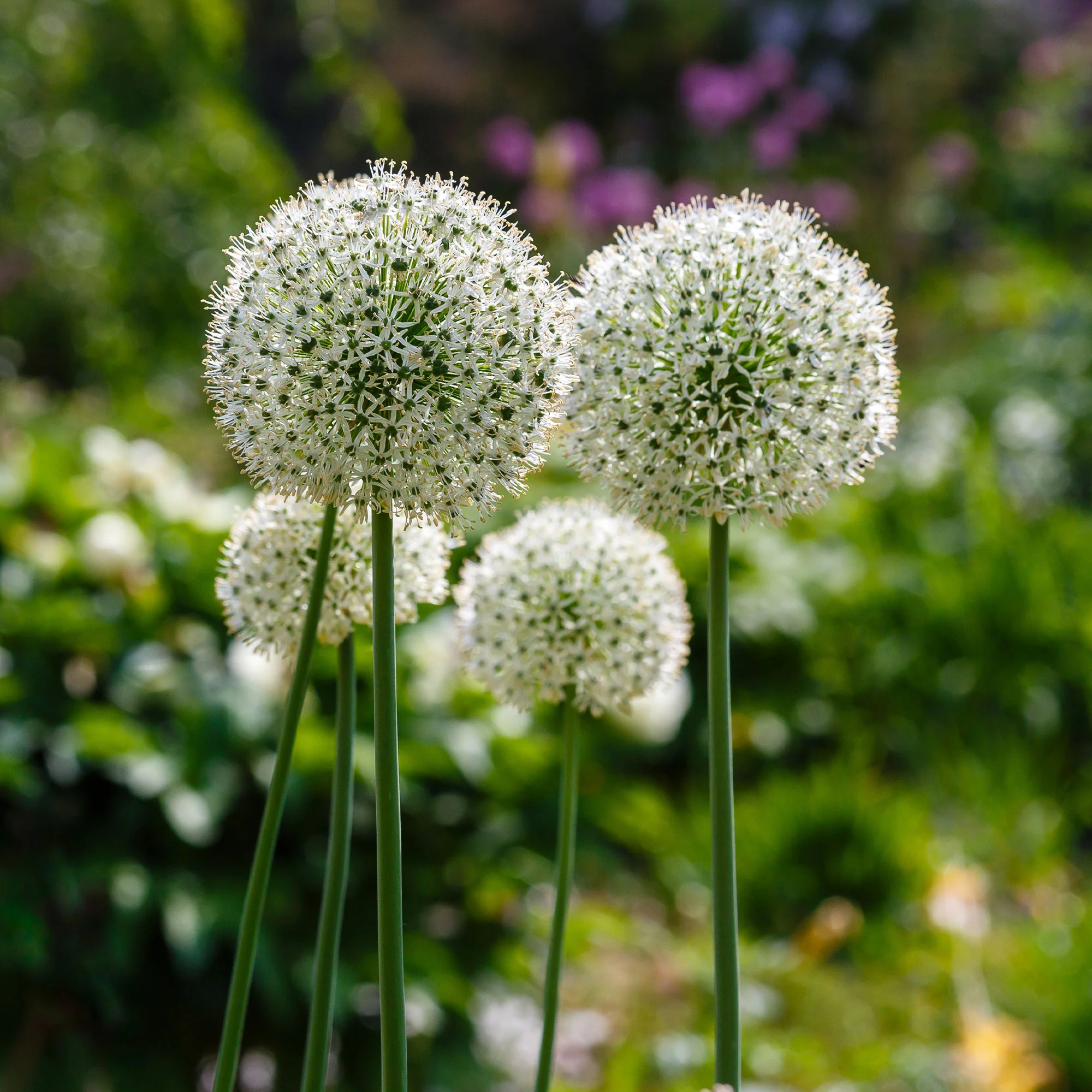 2 Alliums Mount Everest - Image 2