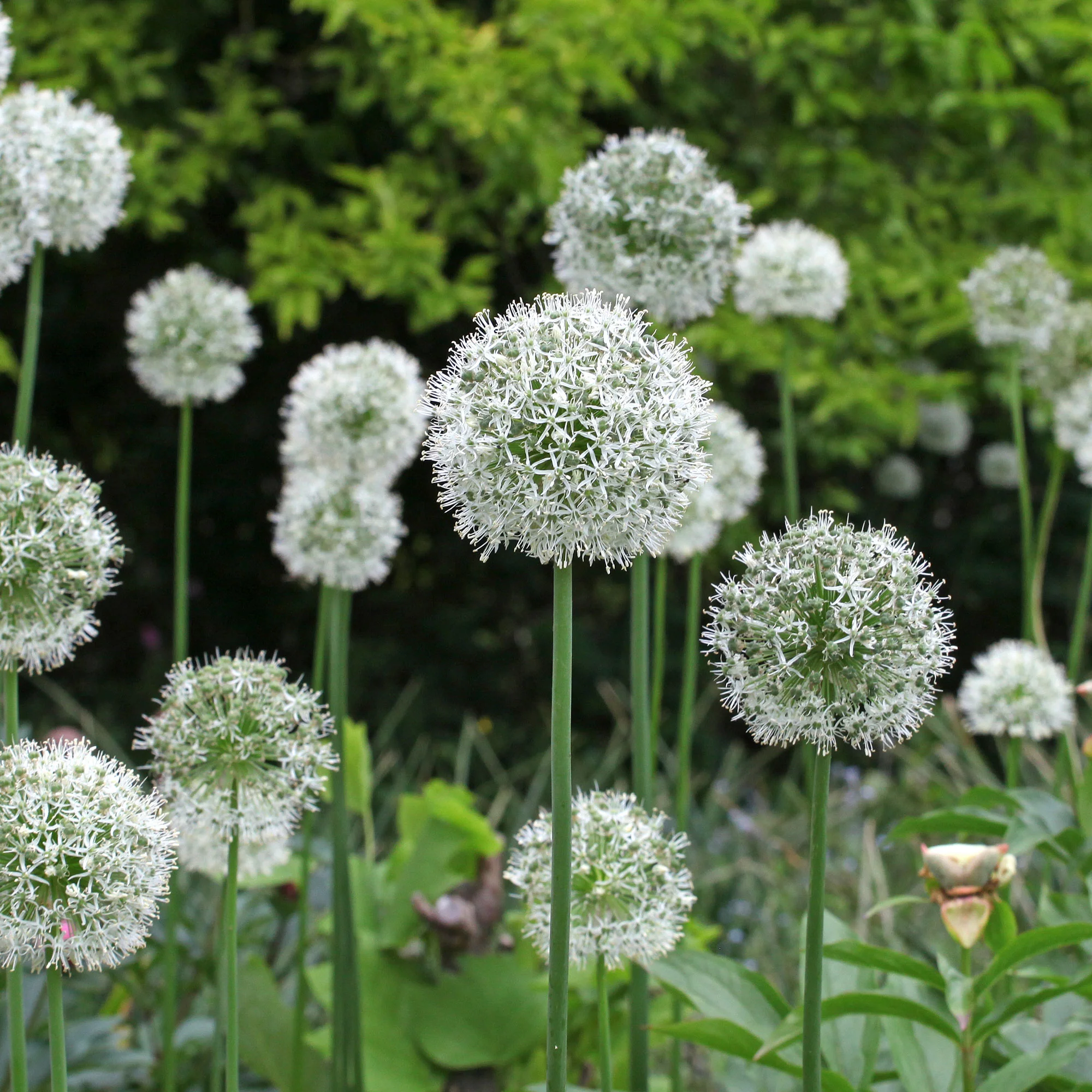 2 Alliums Mount Everest - Image 3