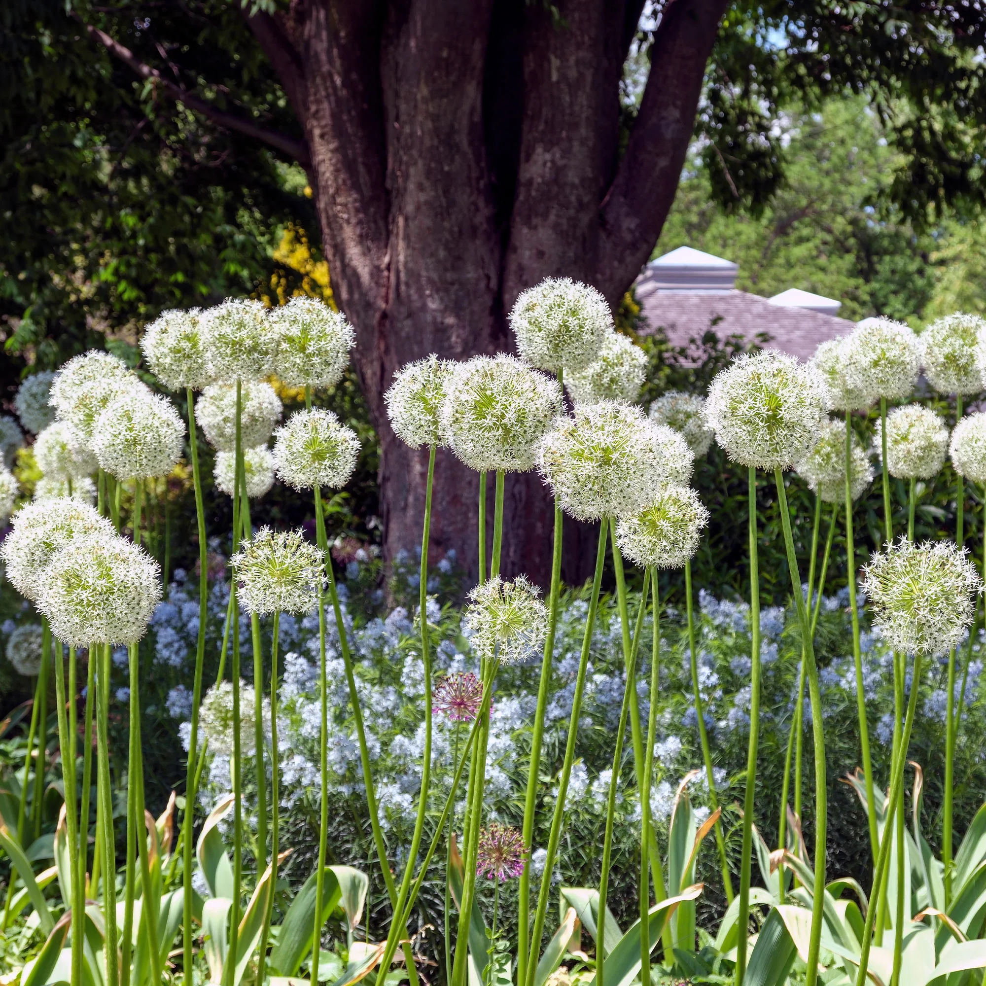 2 Alliums Mount Everest - Image 4