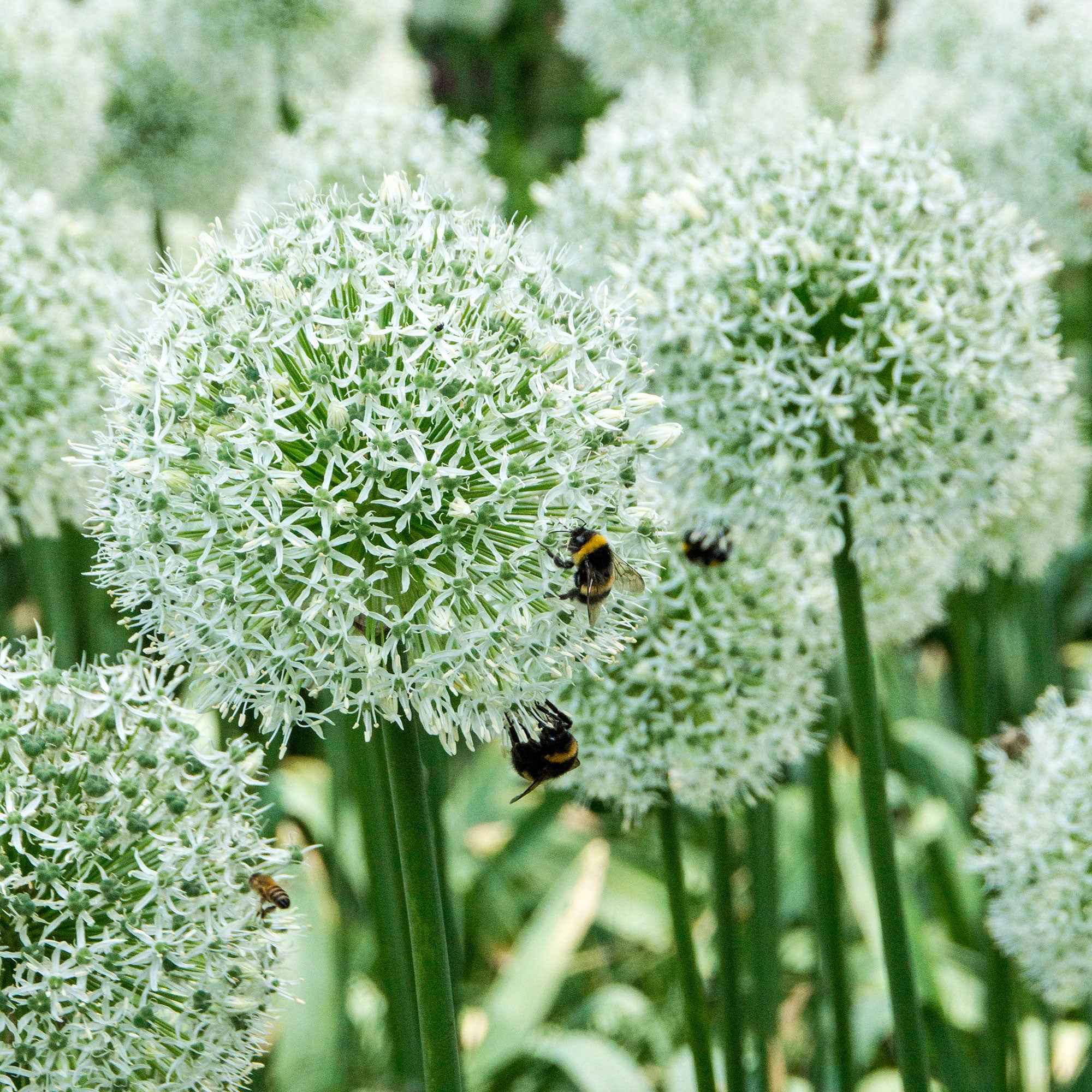 2 Alliums Mount Everest - Image 5