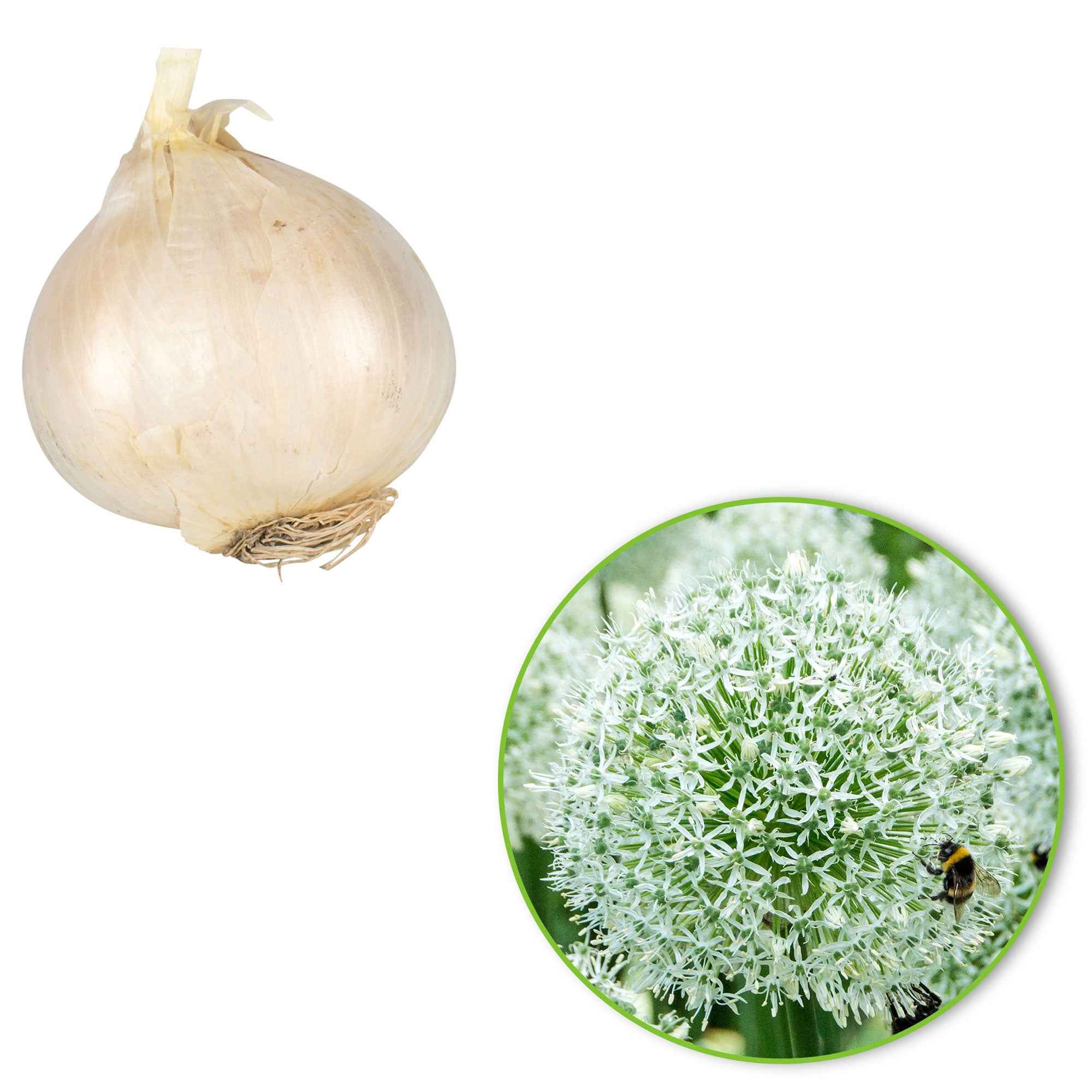 2 Alliums Mount Everest - Image 6