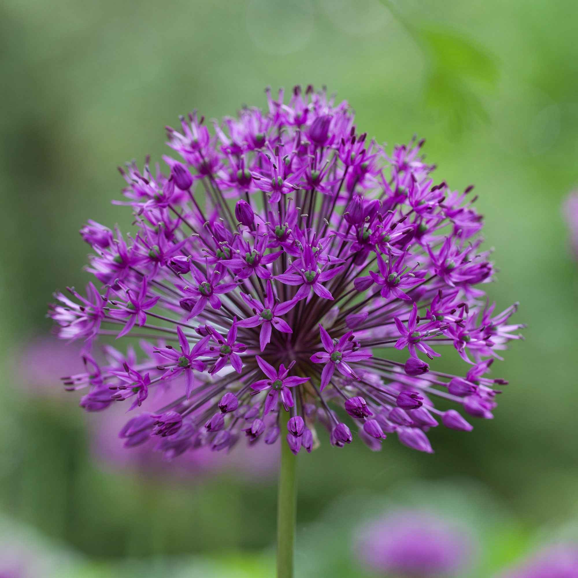 10 Alliums Purple sensation