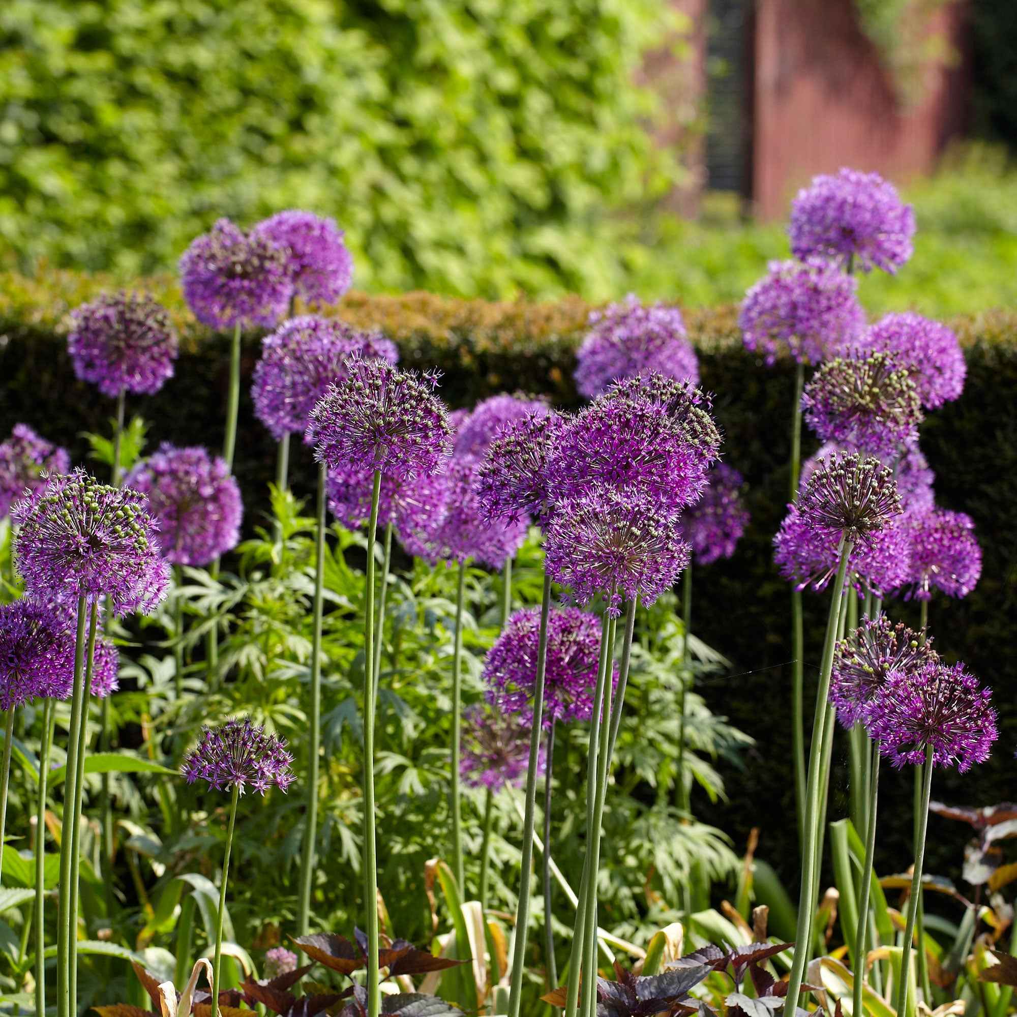 10 Alliums Purple sensation - Image 2