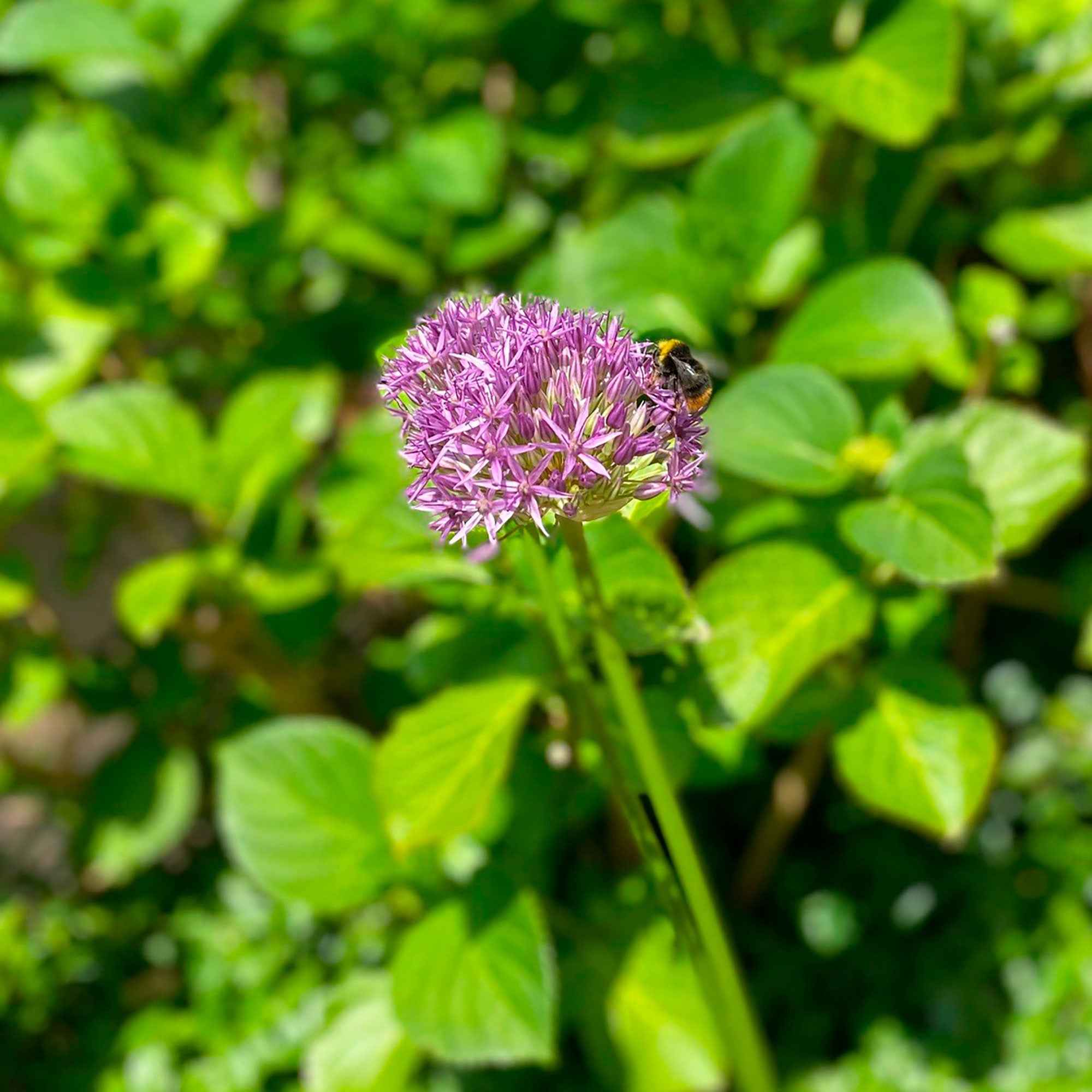 10 Alliums Purple sensation - Image 3
