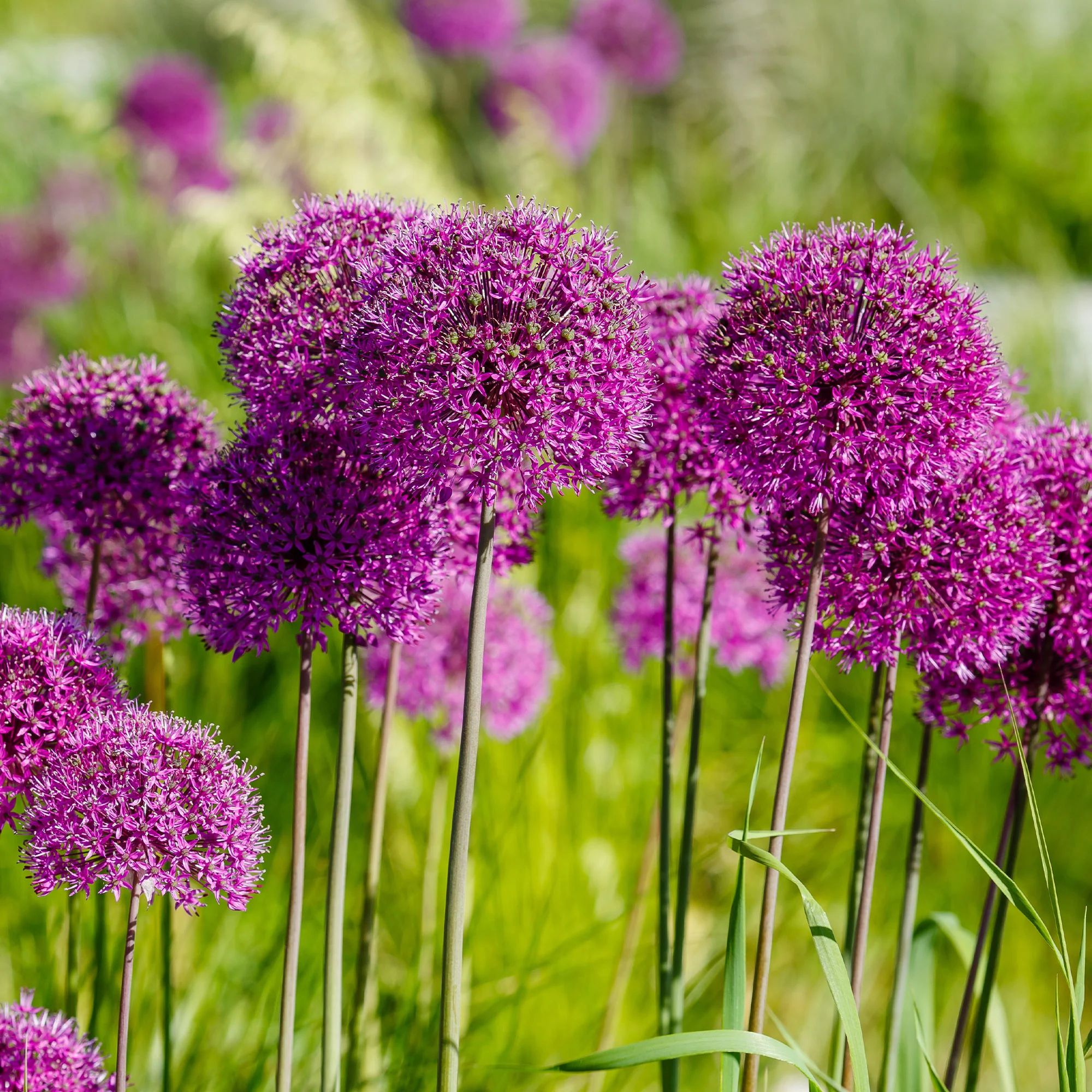 10 Alliums Purple sensation - Image 4
