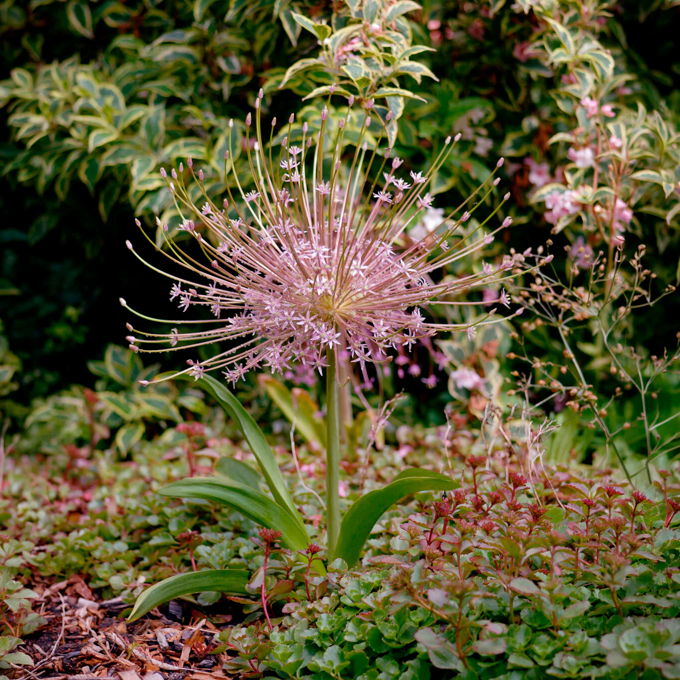 5 Alliums Schubertii