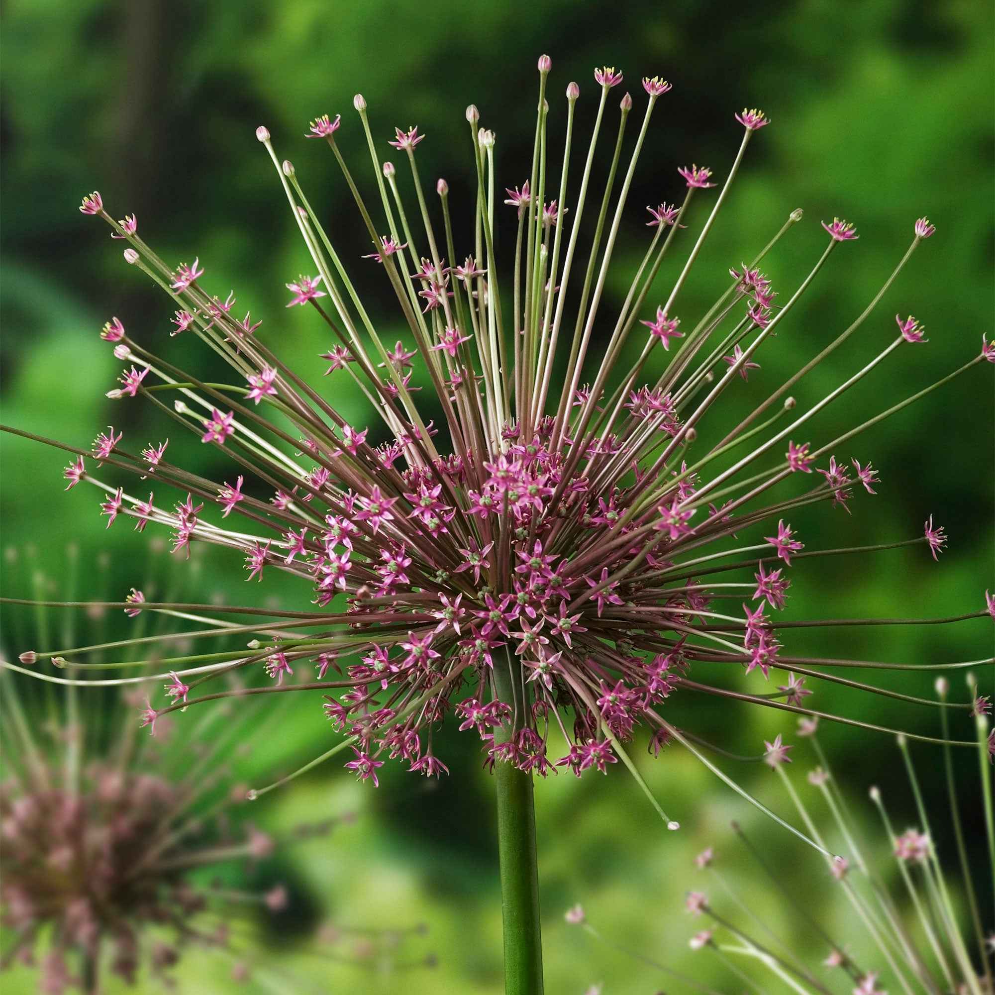 5 Alliums Schubertii - Image 2