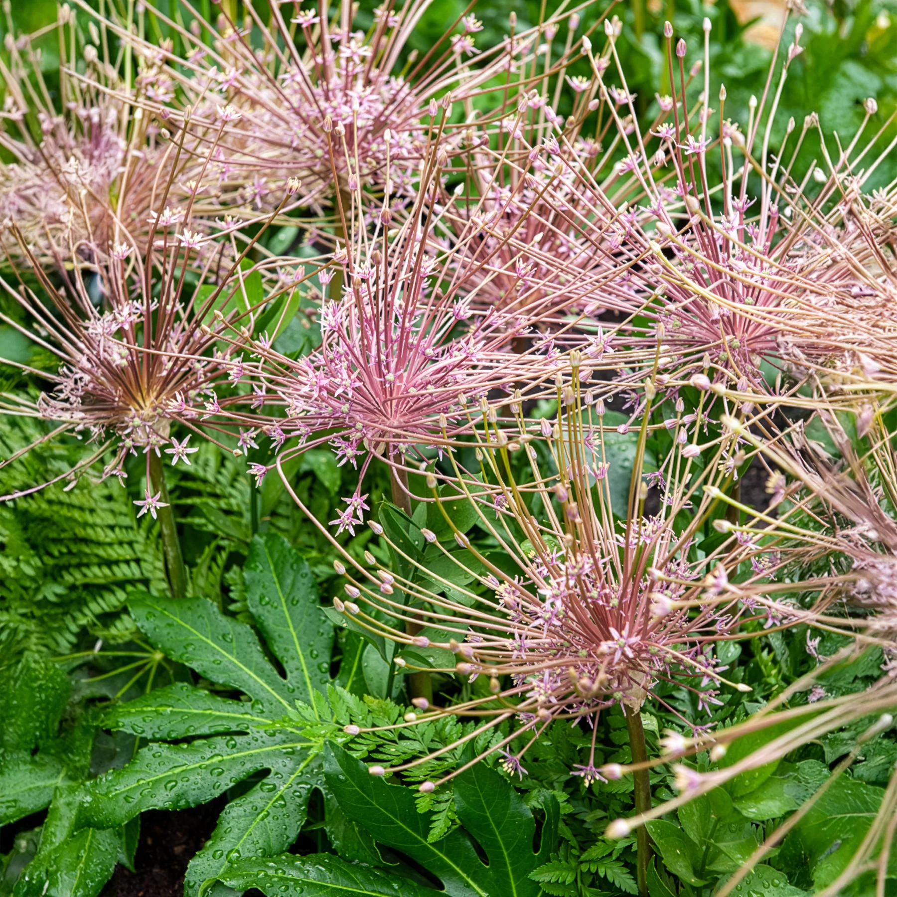 5 Alliums Schubertii - Image 3