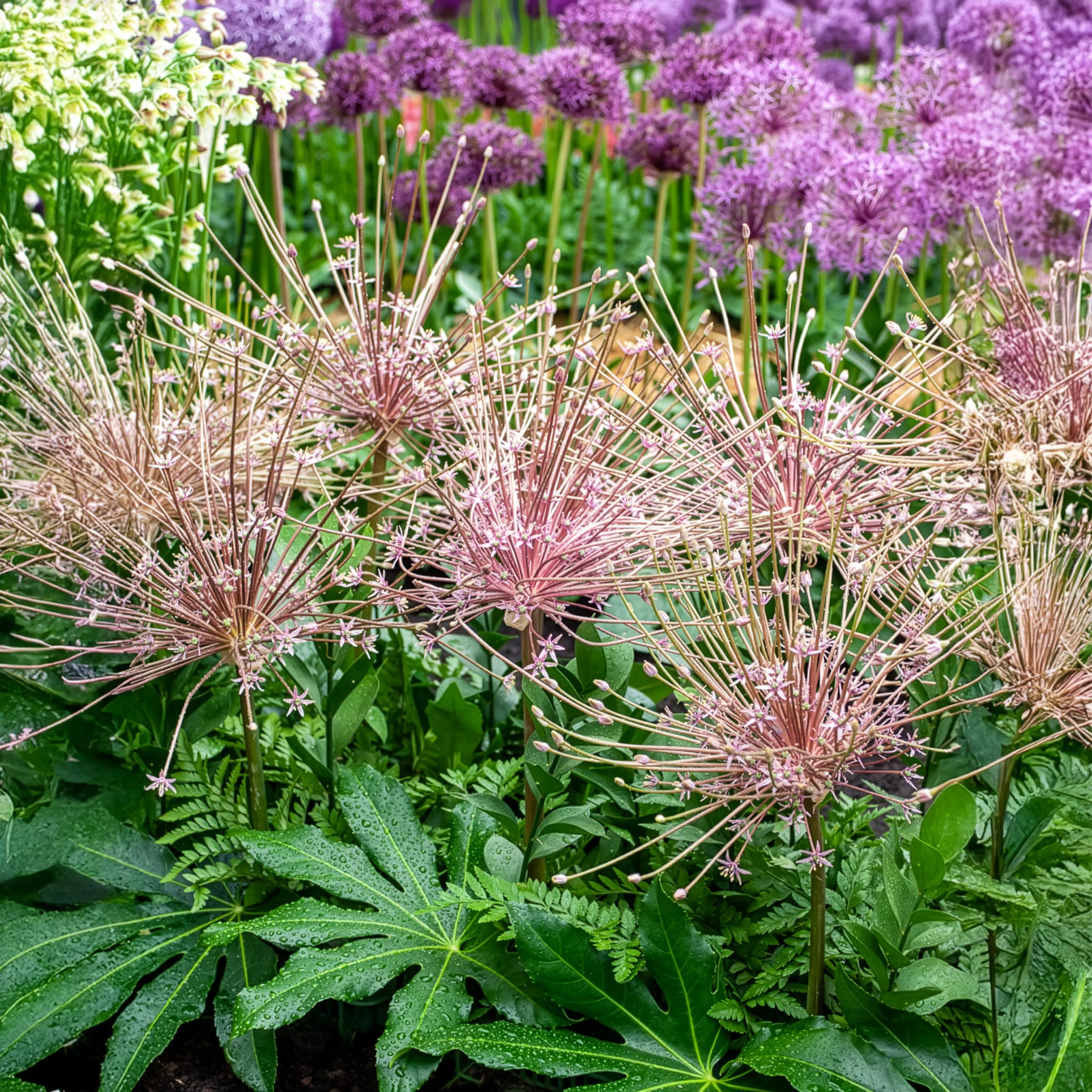 5 Alliums Schubertii - Image 4