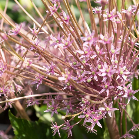 5 Alliums Schubertii - Image 5