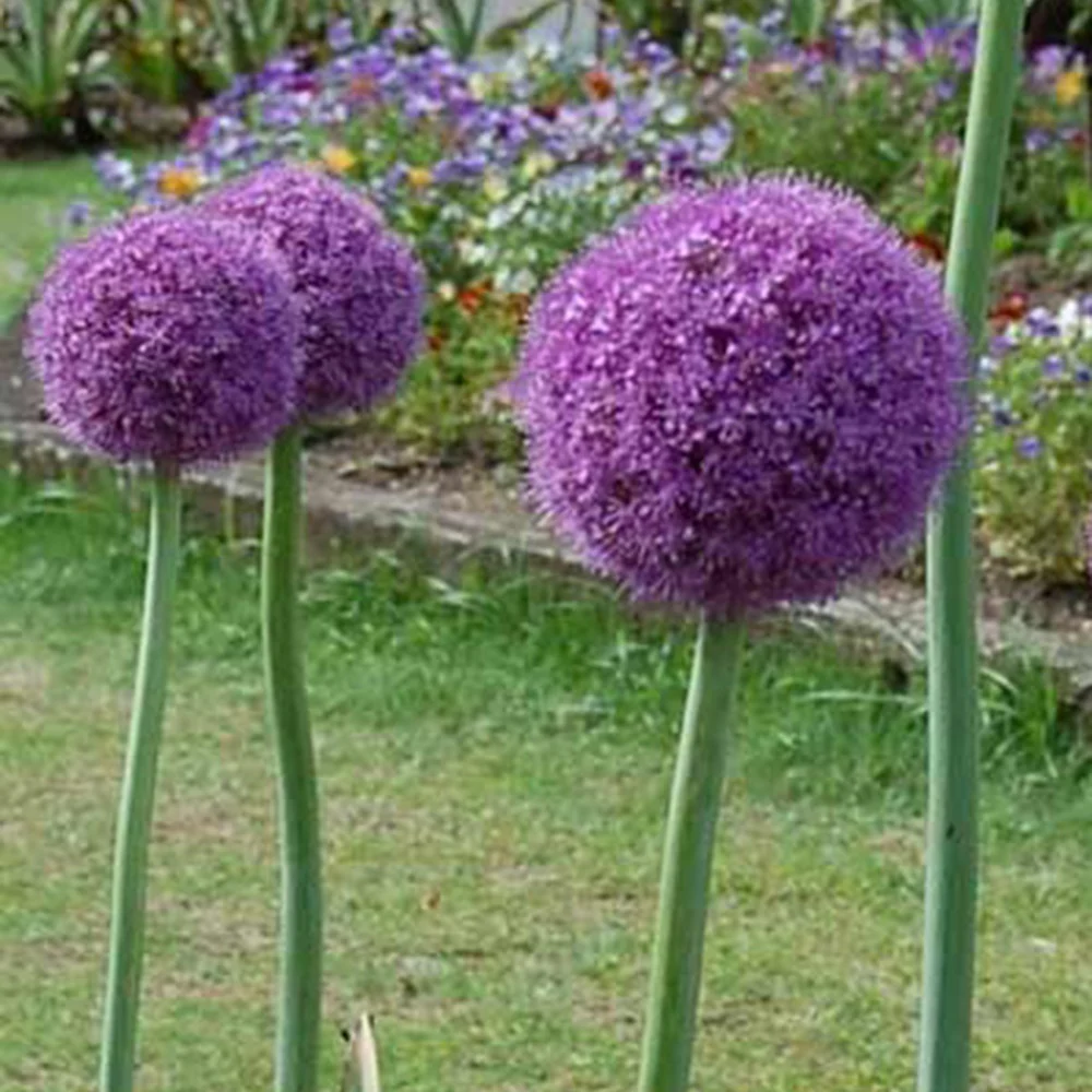 Ail géant de l'Himalaya